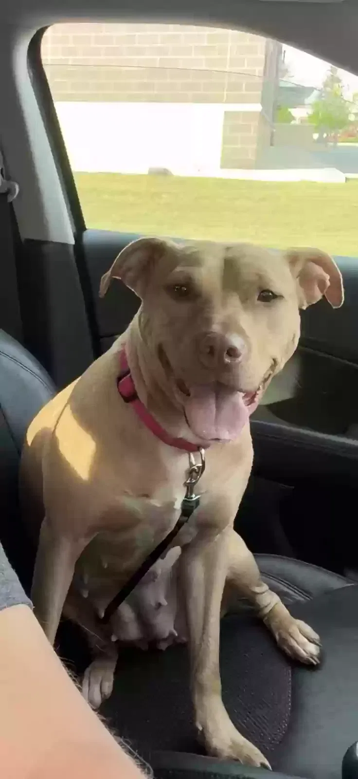 Nola, Pitbull Mix Dog for adoption in La Porte, IN, 46350
