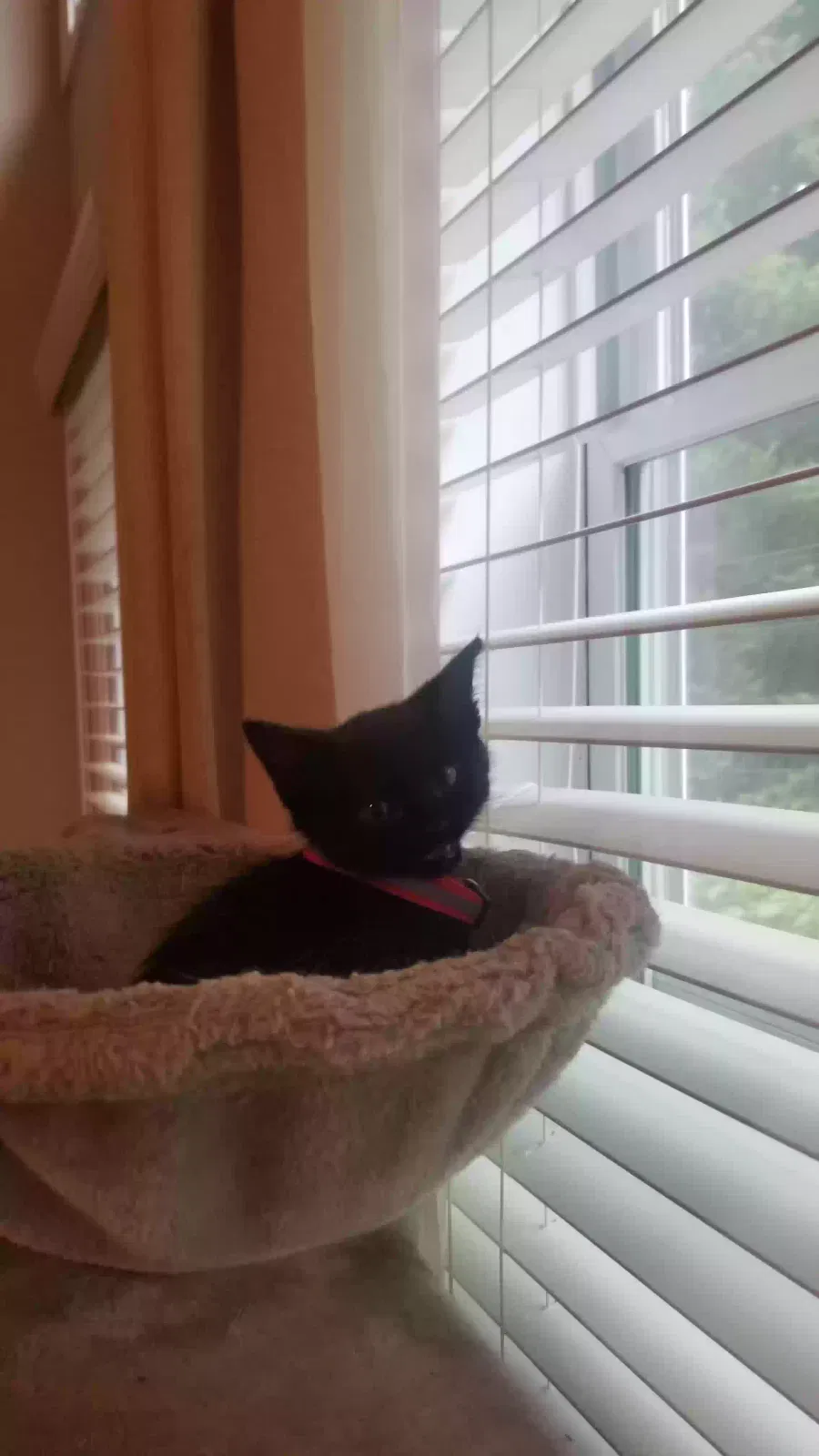BB, unknown Cat for adoption in Cumming, GA, 30041