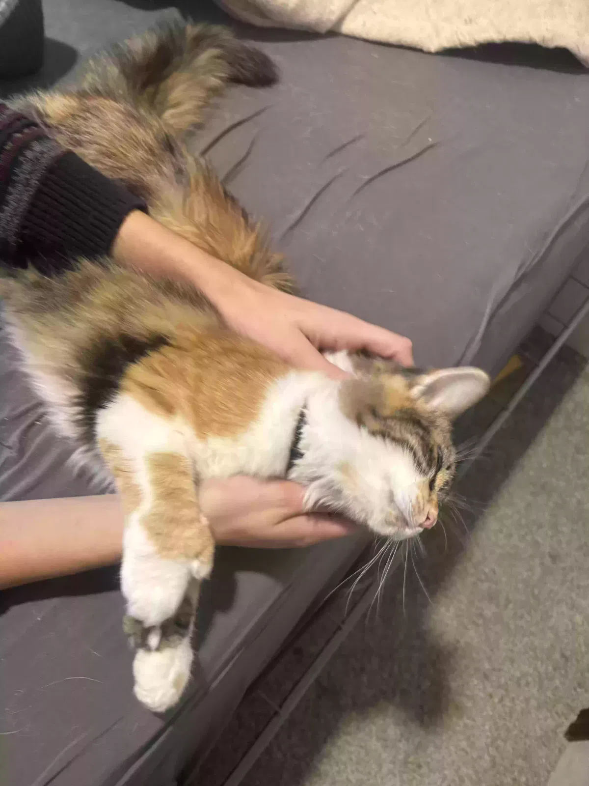 Cat, Unknown Cat for adoption in Pine City, MN, 55063