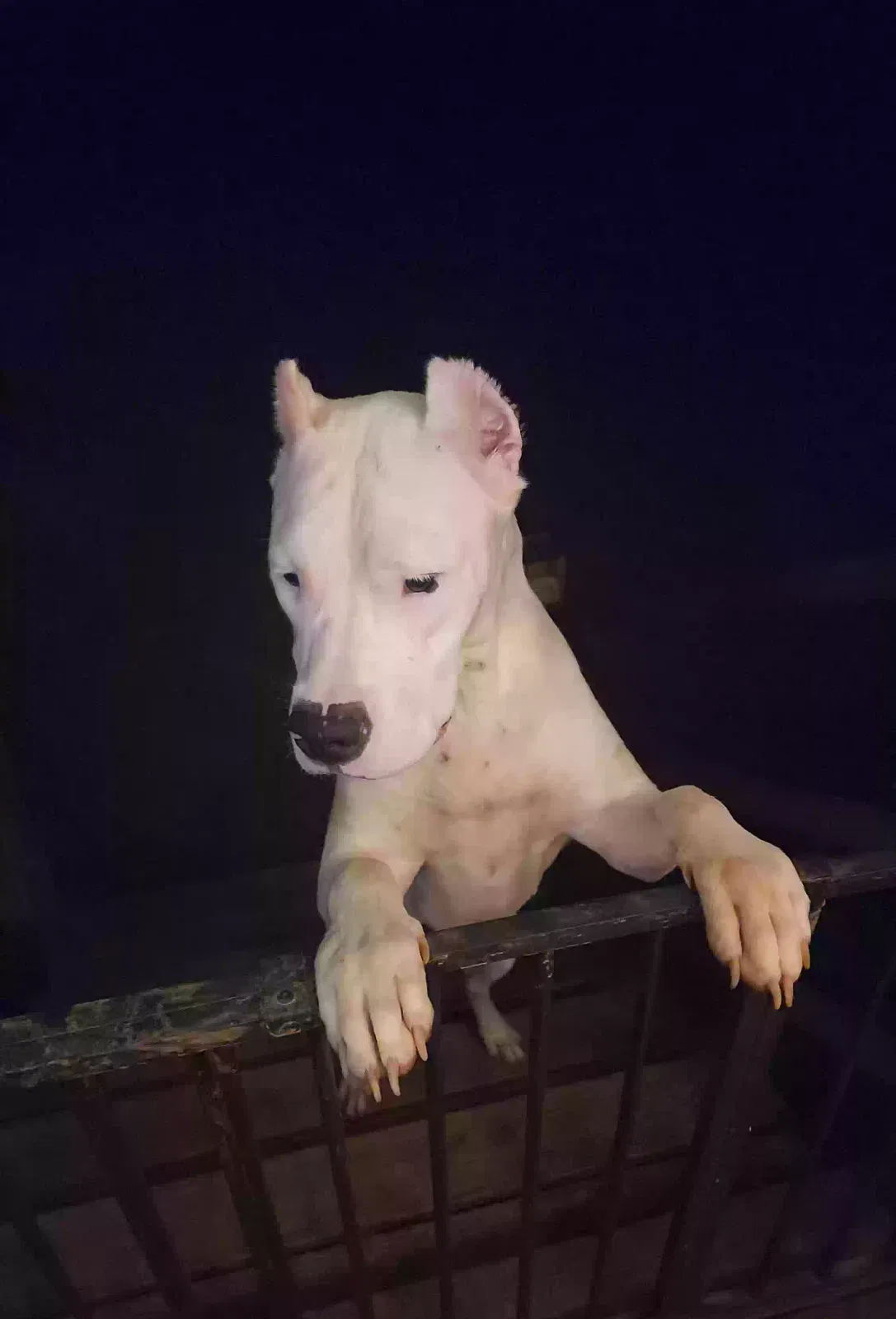 Sugar, Dogo Argentino Dog for adoption in Flowery Branch, GA, 30542