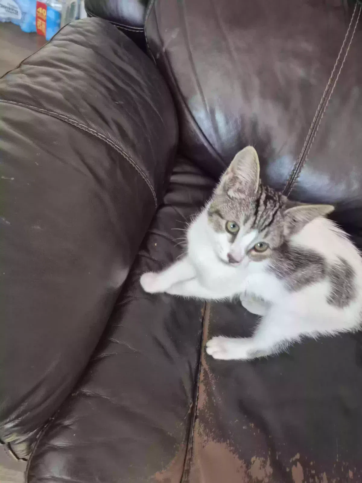 Biscuit, Unknown Cat for adoption in Ballico, CA, 95303