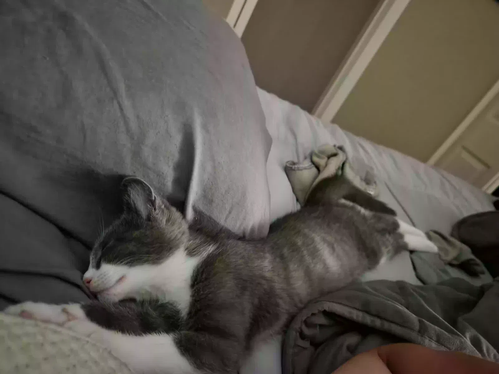 Ghost, domestic short hair Cat for adoption in Wayne, MI, 48184