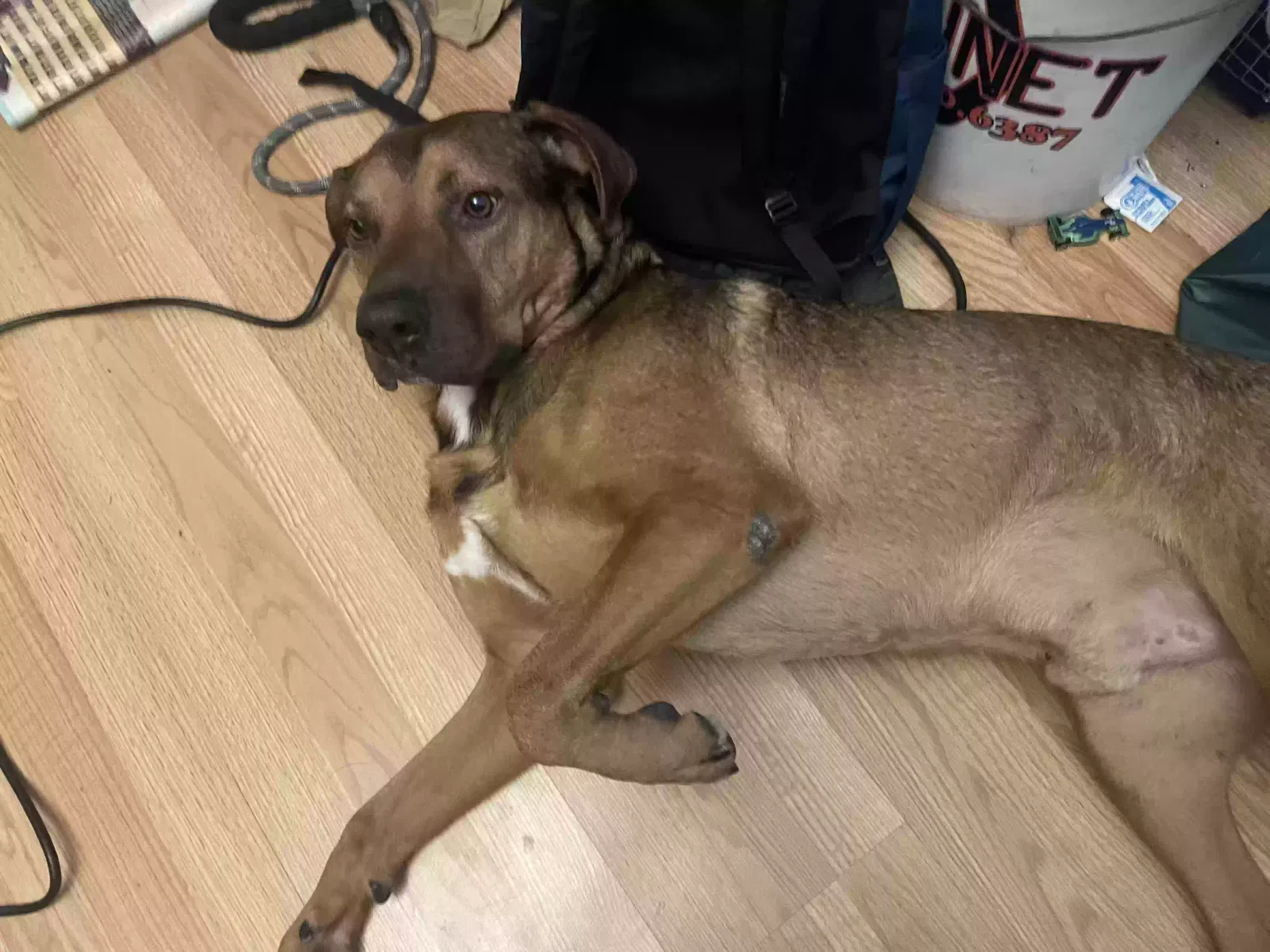 Buddy, Unknown Dog for adoption in Rohnert Park, CA, 94928
