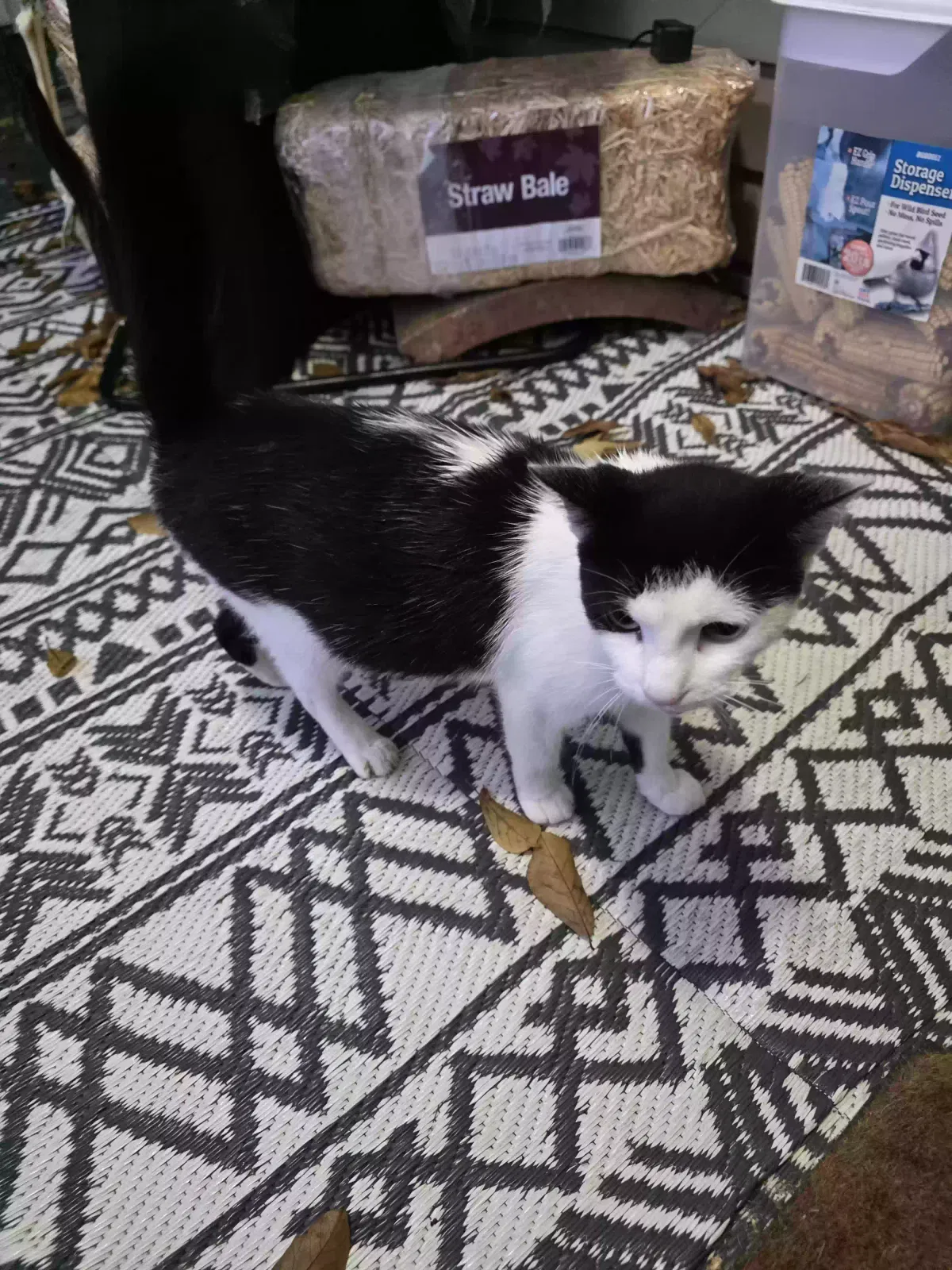 Mommy cat, Na Cat for adoption in Cleveland, OH, 44102