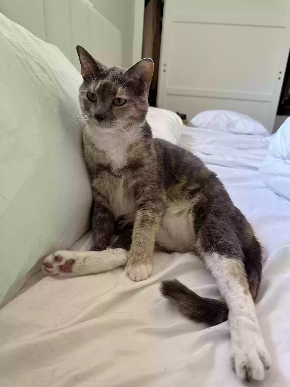 Lola, Domestic short hair Cat for adoption in Santa Ana, CA, 92704