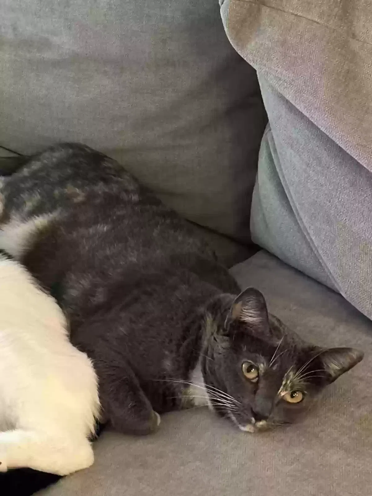 Nala, Domestic short hair Cat for adoption in Santa Ana, CA, 92704