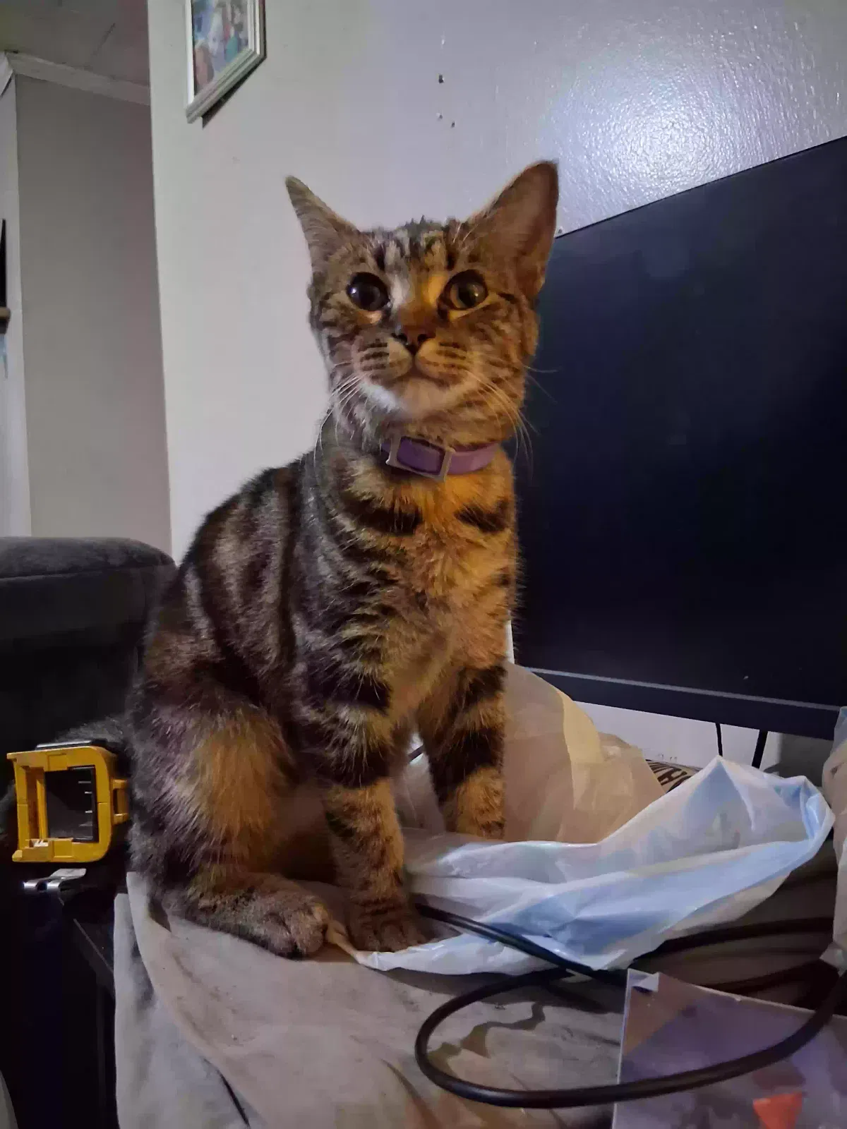 Nala, piglet, and lady bug, Unknown Cat for adoption in Milan, TN, 38358