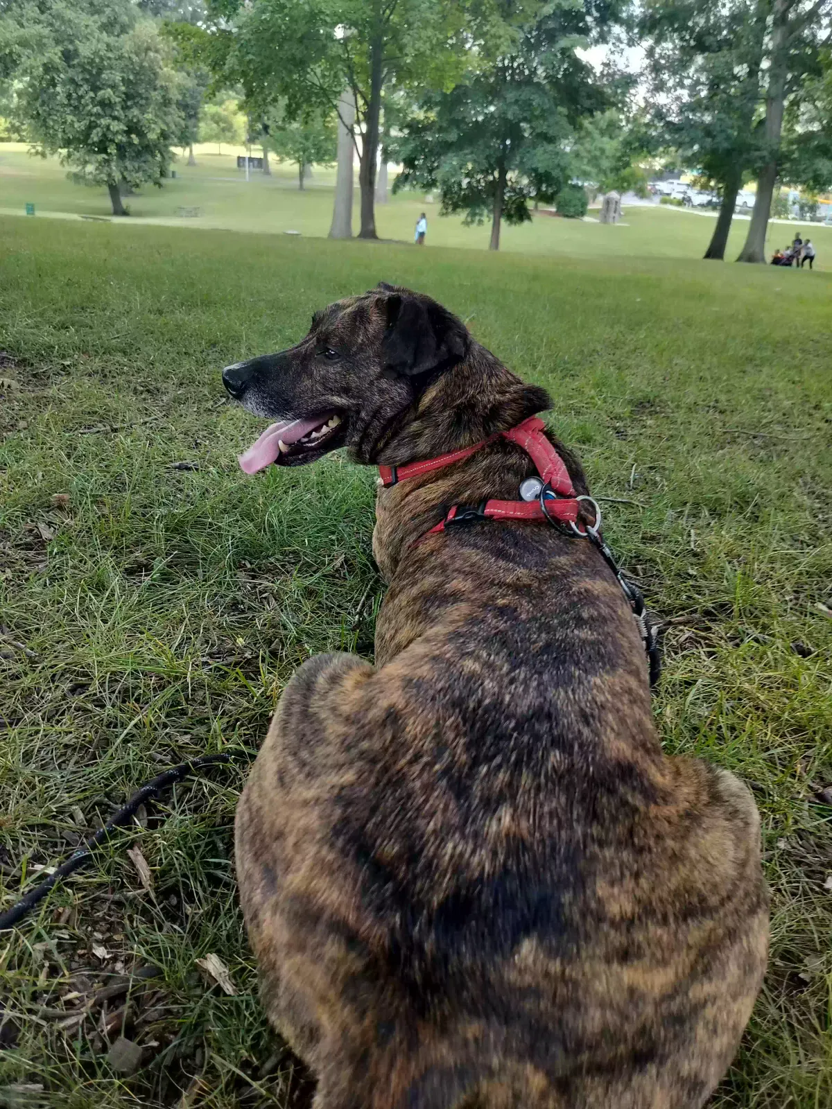 Ka$h, Dutch shepherd/ American pit bull Dog for adoption in Farmington, MO, 63640