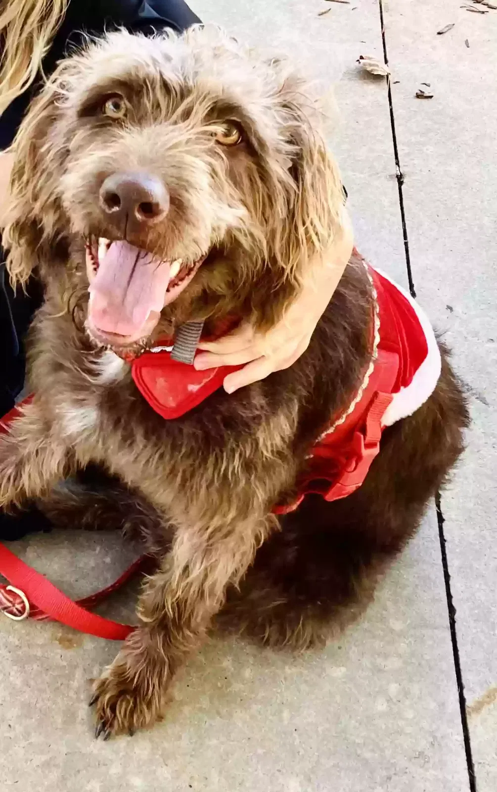 Zoe, Labradoodle Dog for adoption in Louisburg, NC, 27549