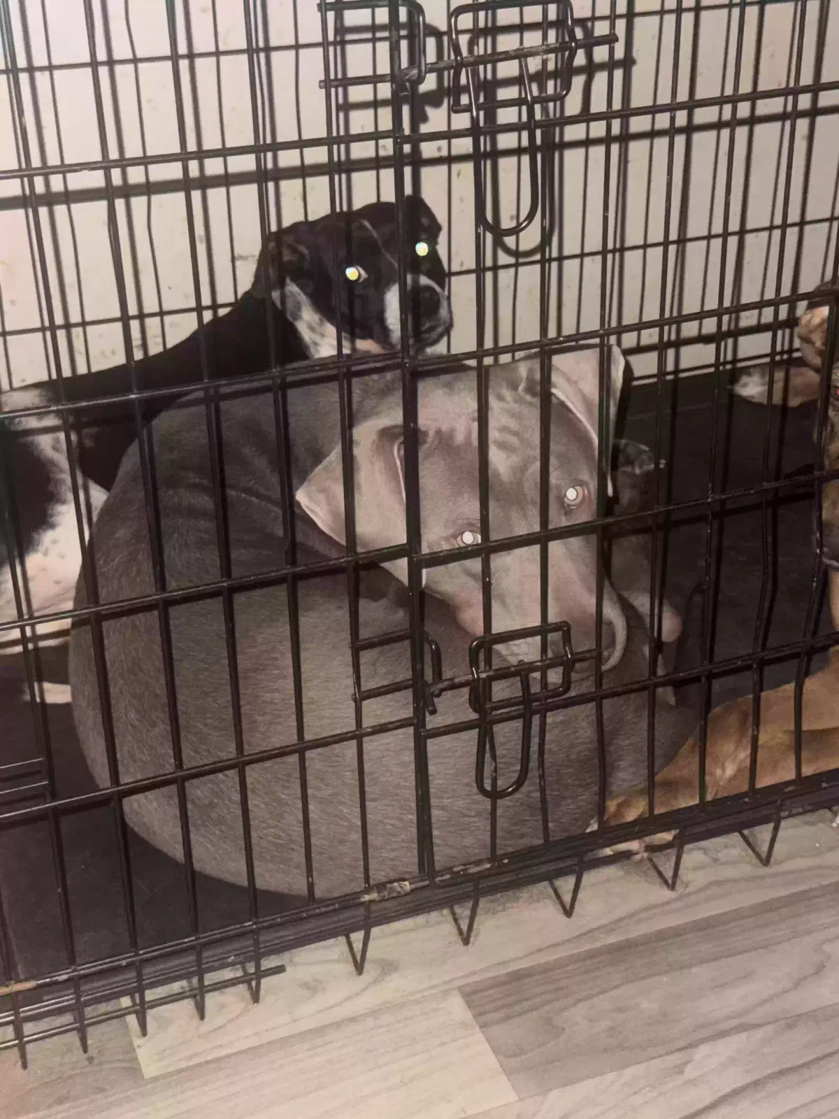 Blue, Pitbull Dog for adoption in Jonesboro, GA, 30238