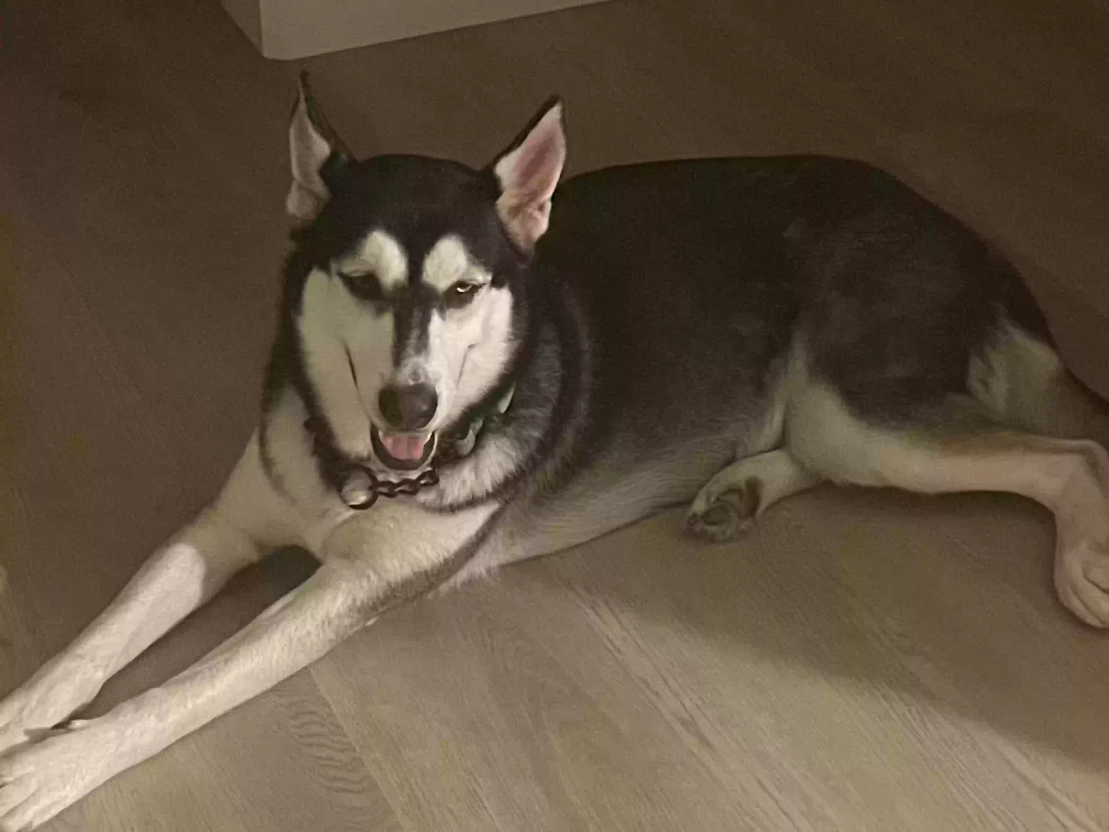 Dog, Husky Dog for adoption in Palm Desert, CA, 92260