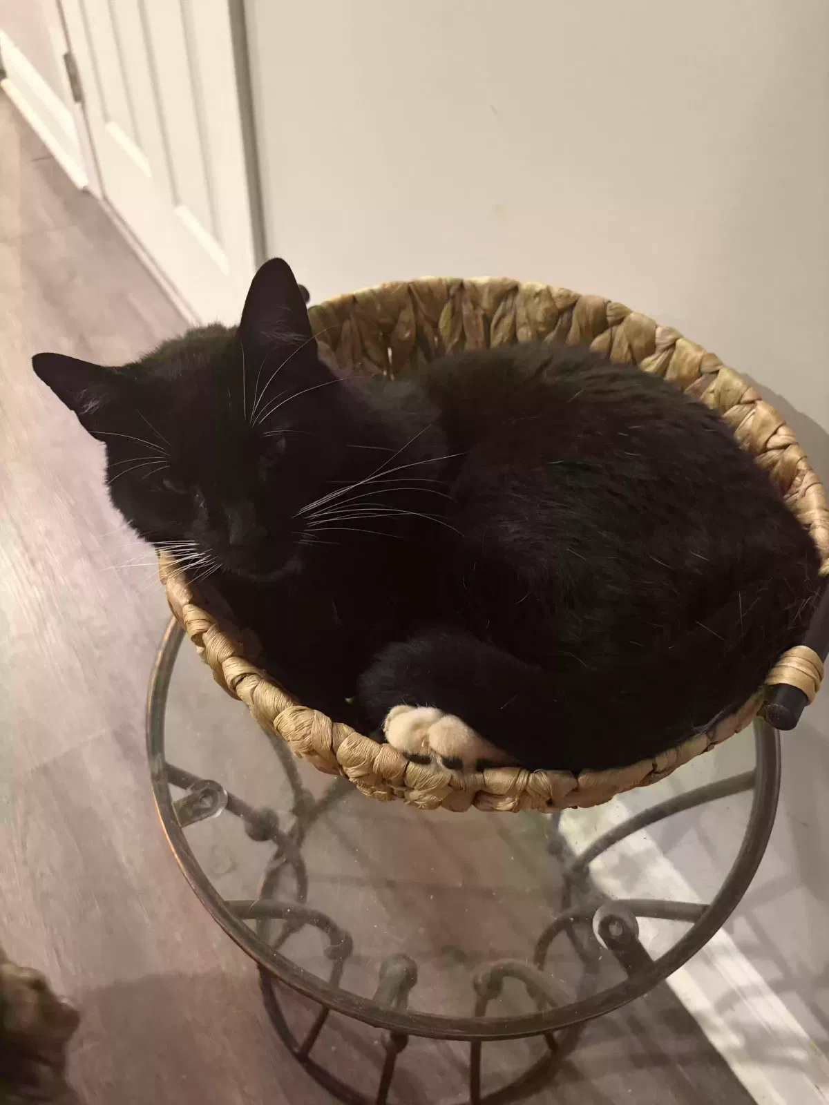 Mittens, Domestic Shorthair Cat for adoption in Atlanta, GA, 30310