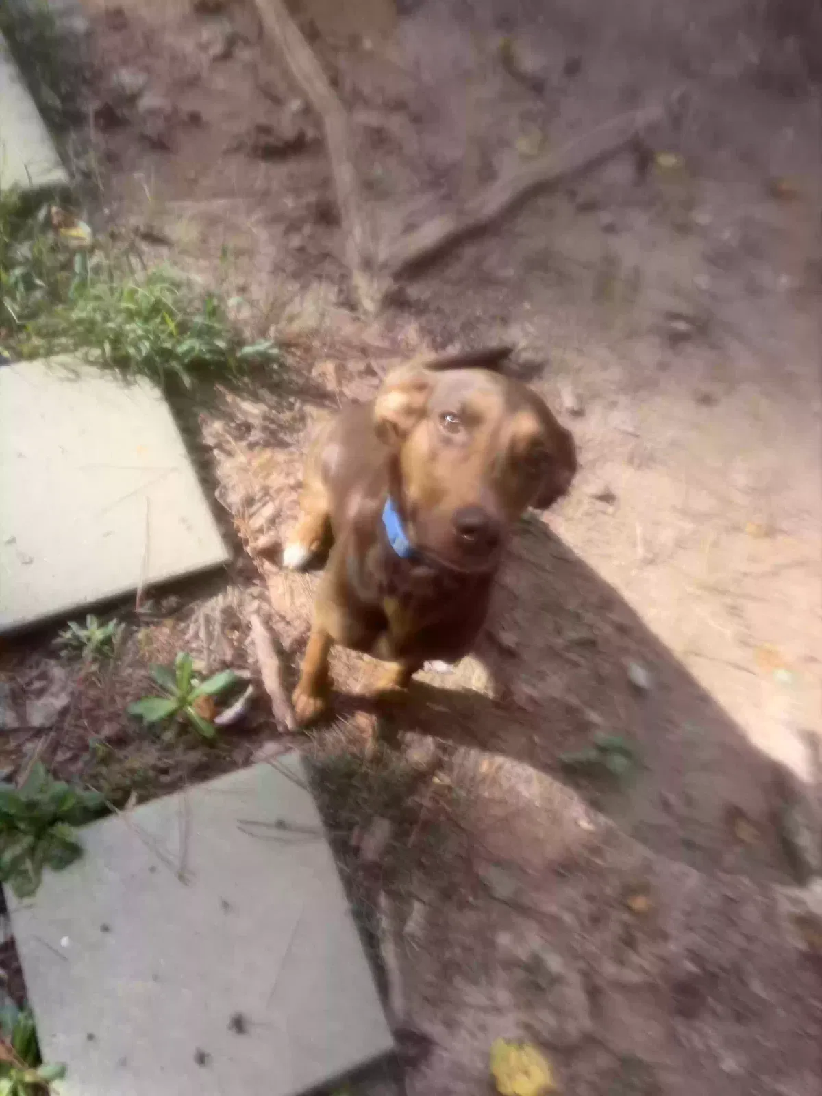 Pandora or Dora, Doberman pintcher Dog for adoption in Jonesboro, GA, 30238