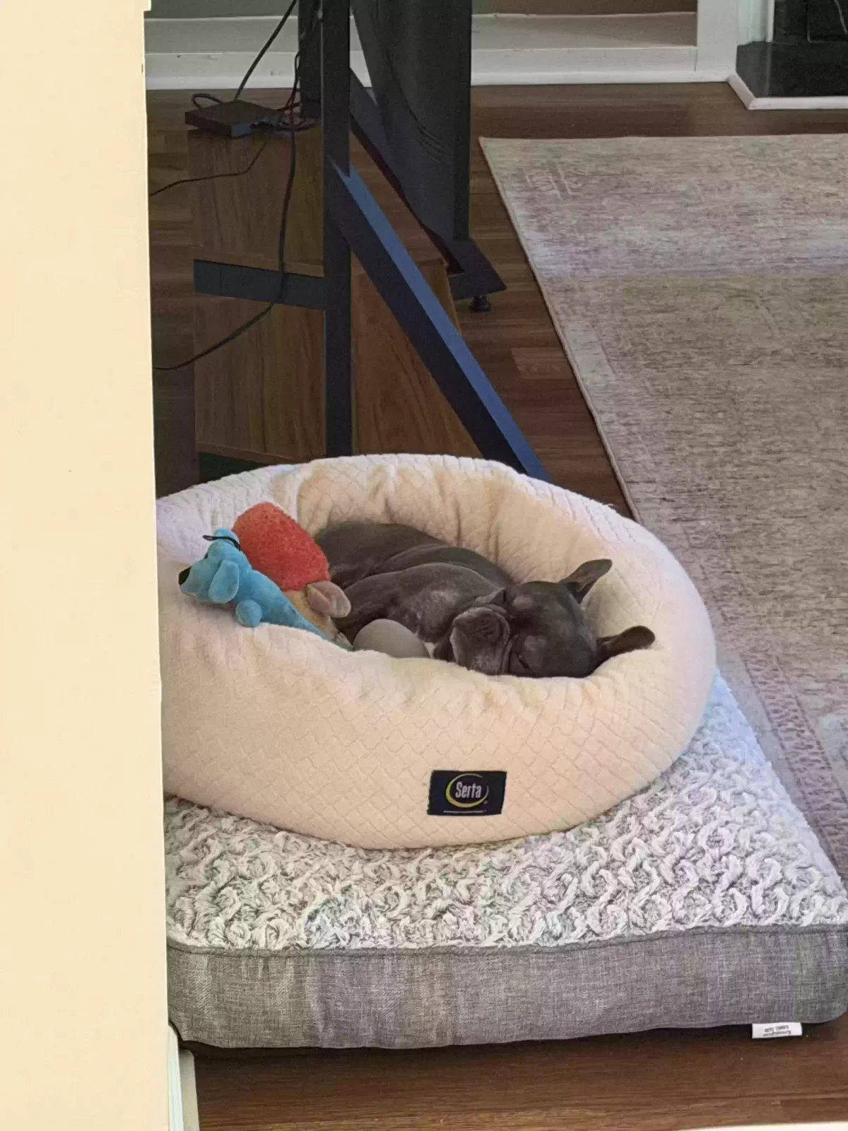Billy “Blue”, French Bulldog Dog for adoption in Suwanee, GA, 30024
