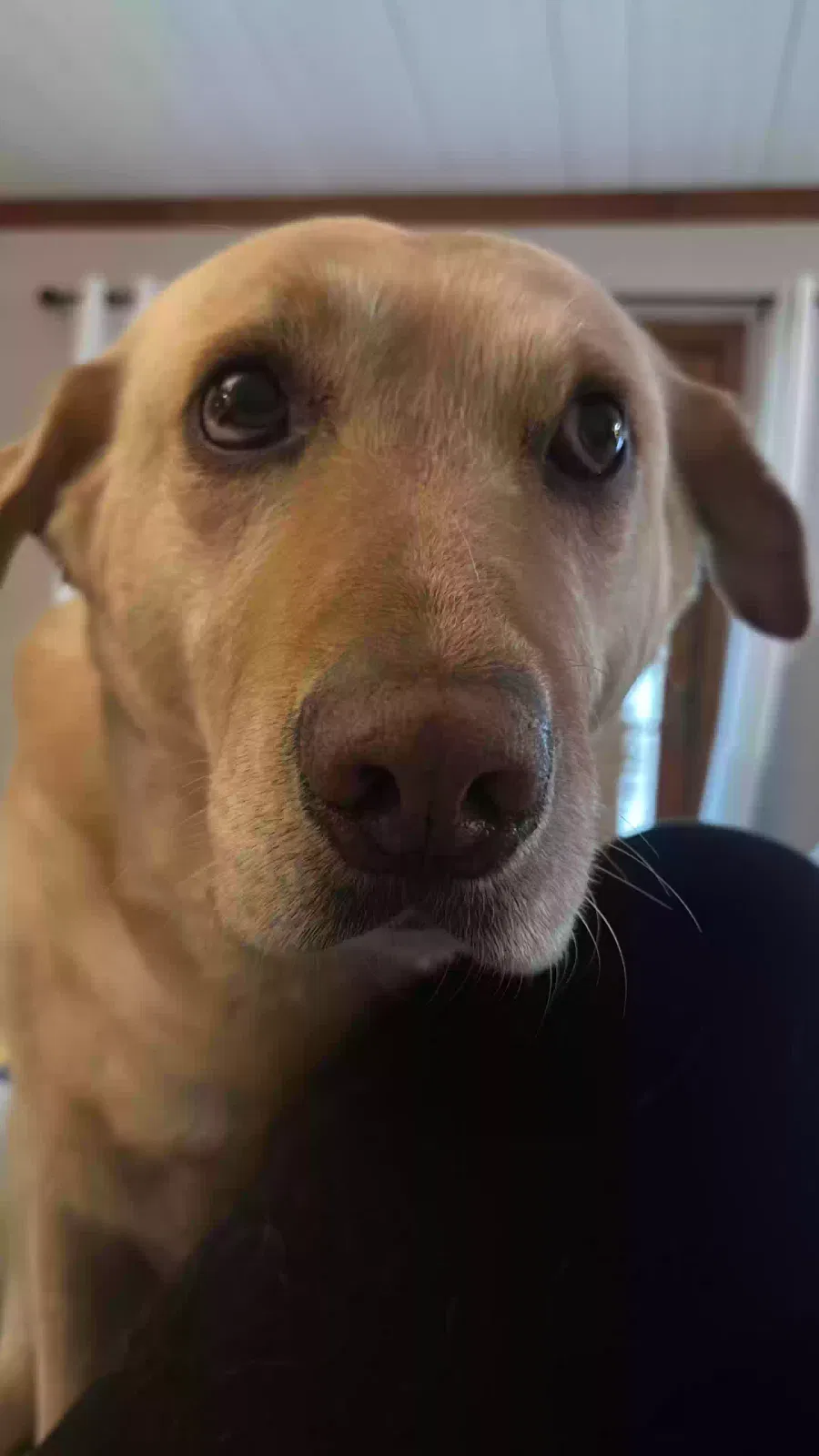 Blue, Yellow lab Dog for adoption in Bloomington, IL, 61705