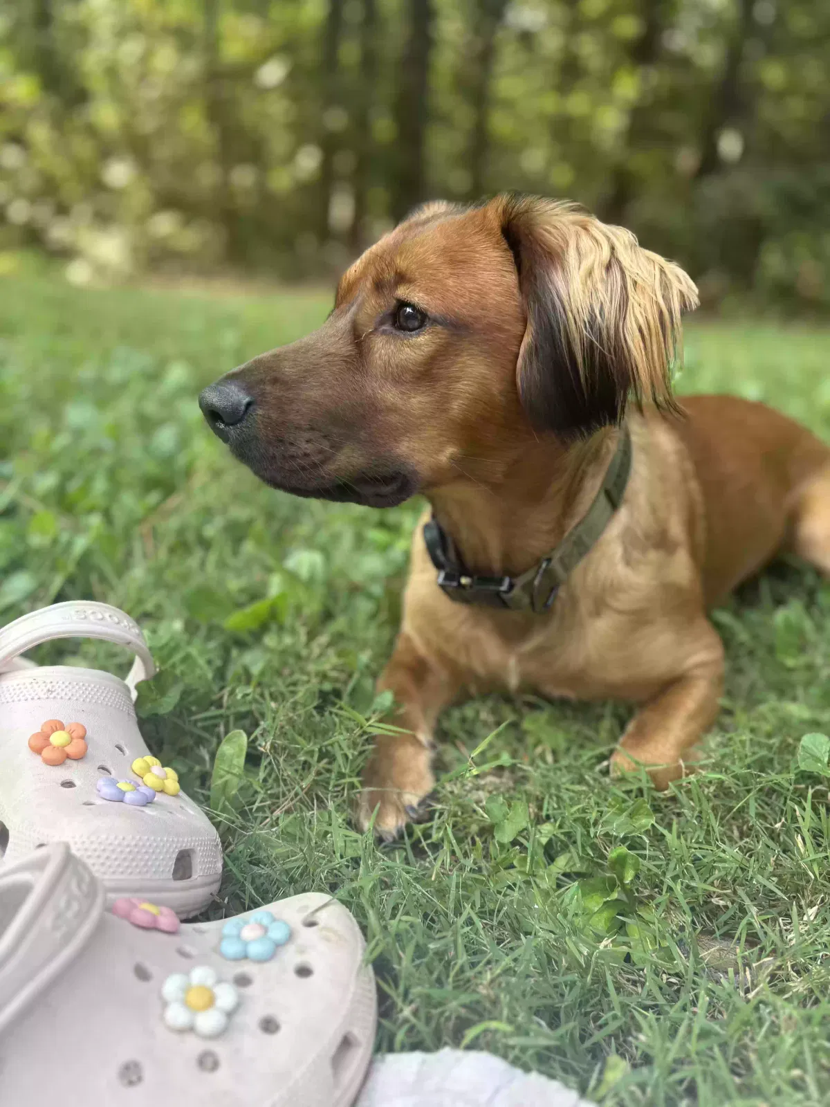 Snickers, Unknown Dog for adoption in Vale, NC, 28168