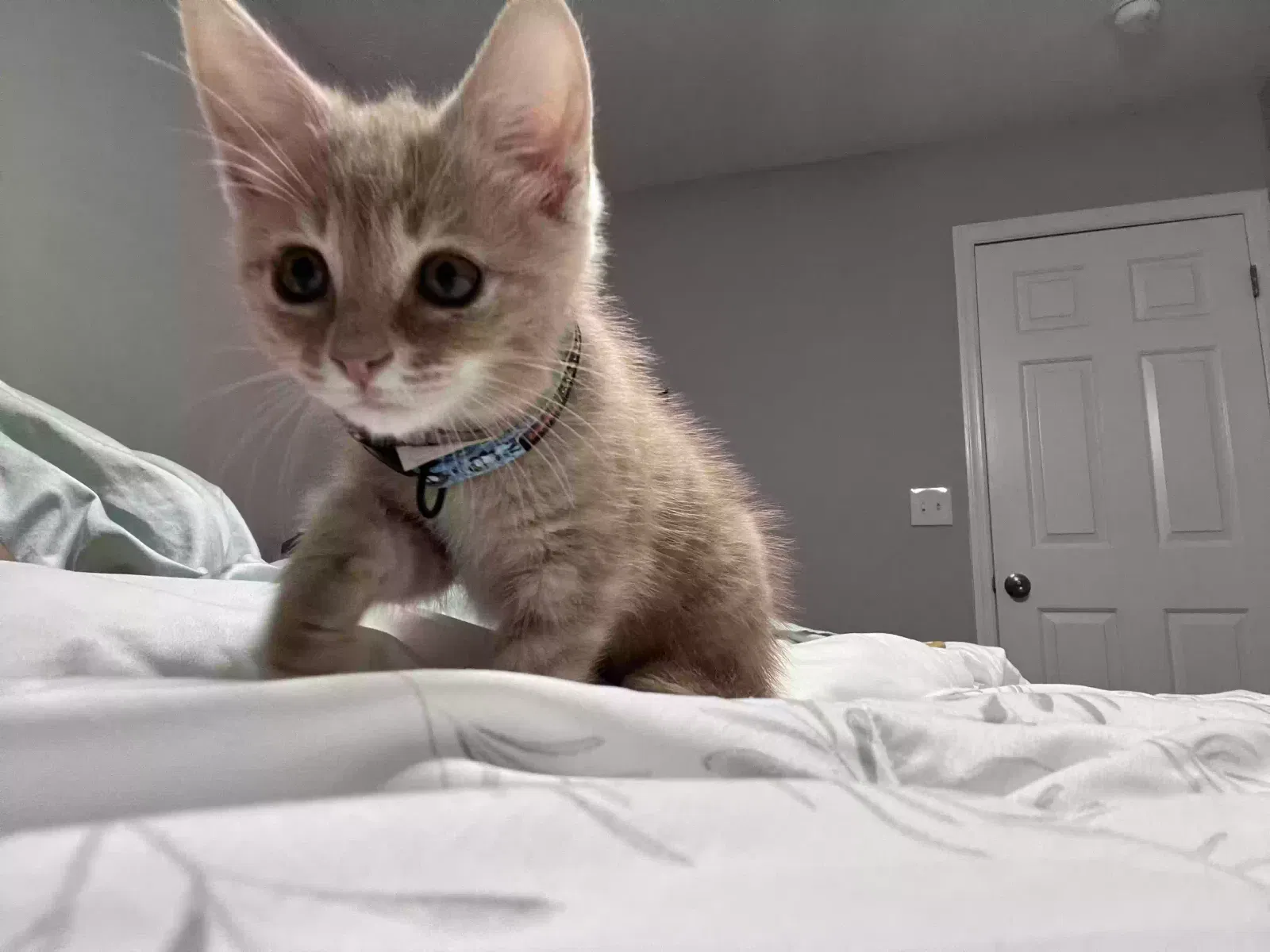Guts, Orange domestic shorthair Cat for adoption in Buford, GA, 30519