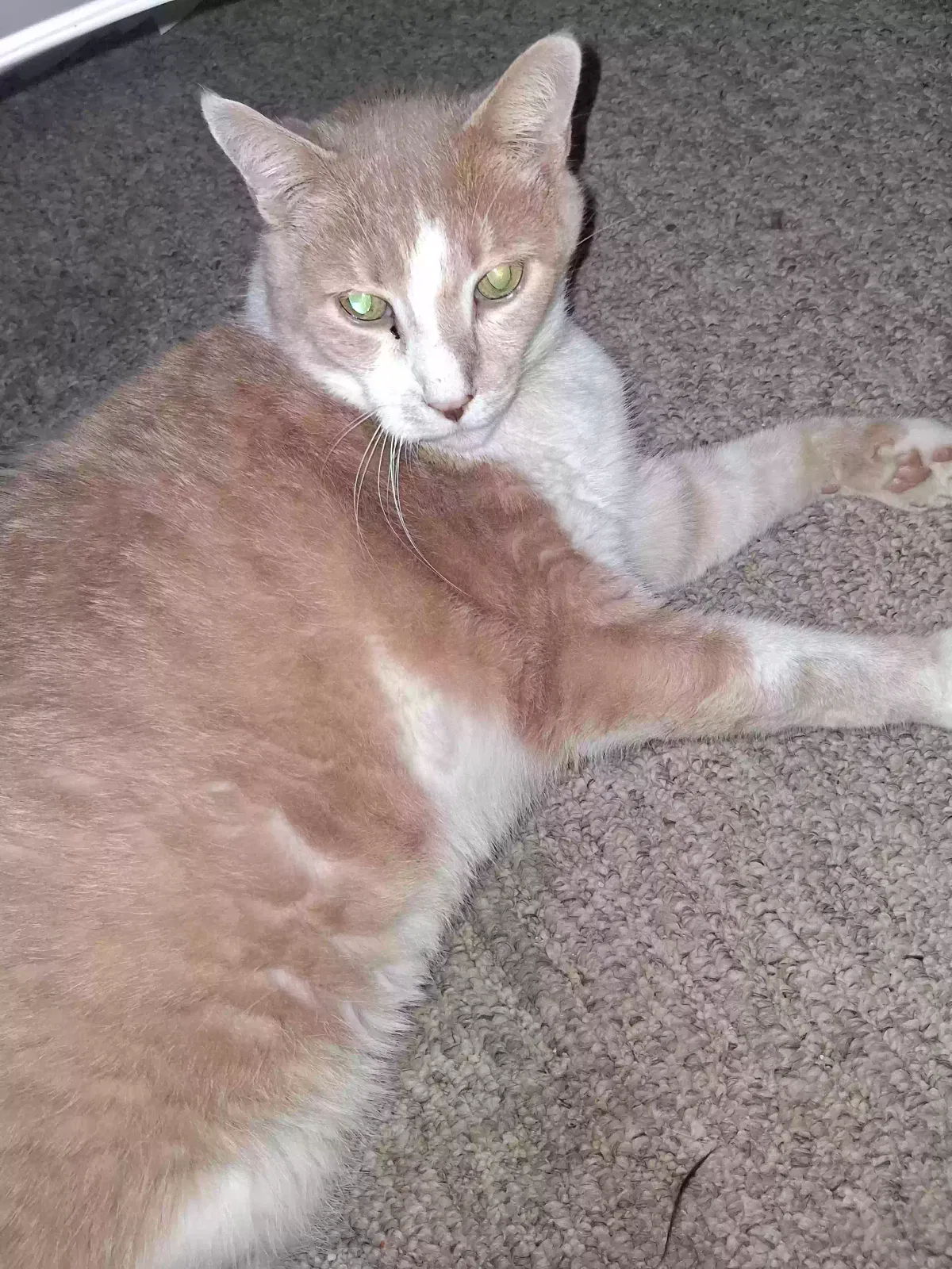 Gingi, Tabby Cat for adoption in Rochester, MI, 48307
