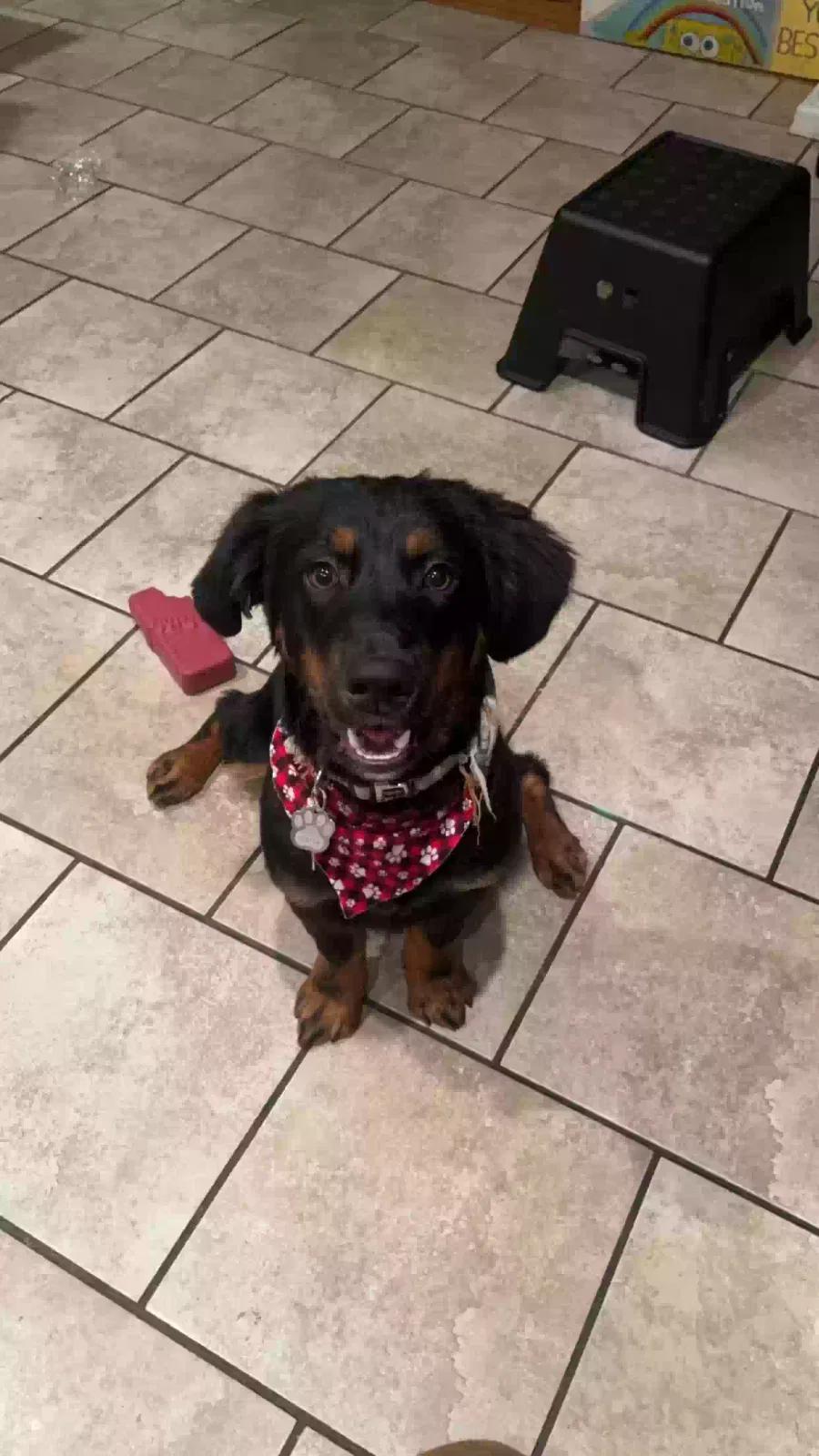 Oakley, Unknown Dog for adoption in Valencia, CA, 91354