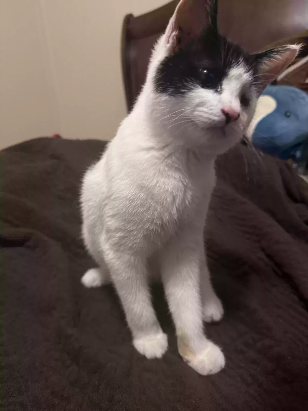mangle, domestic shorthair Cat for adoption in Crawfordville, GA, 30683