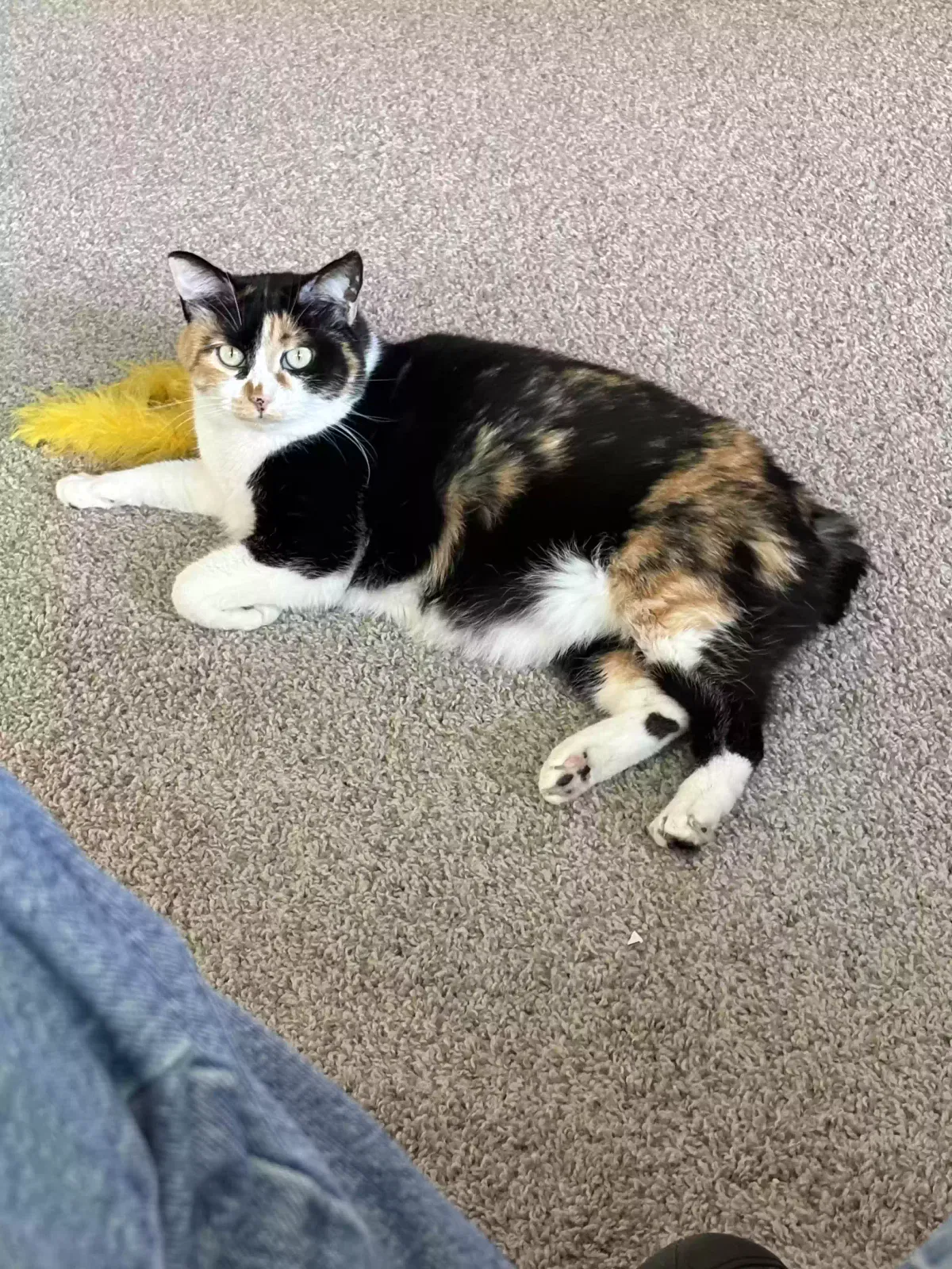 Maggie, Short haired bobtail Cat for adoption in Euless, TX, 76040