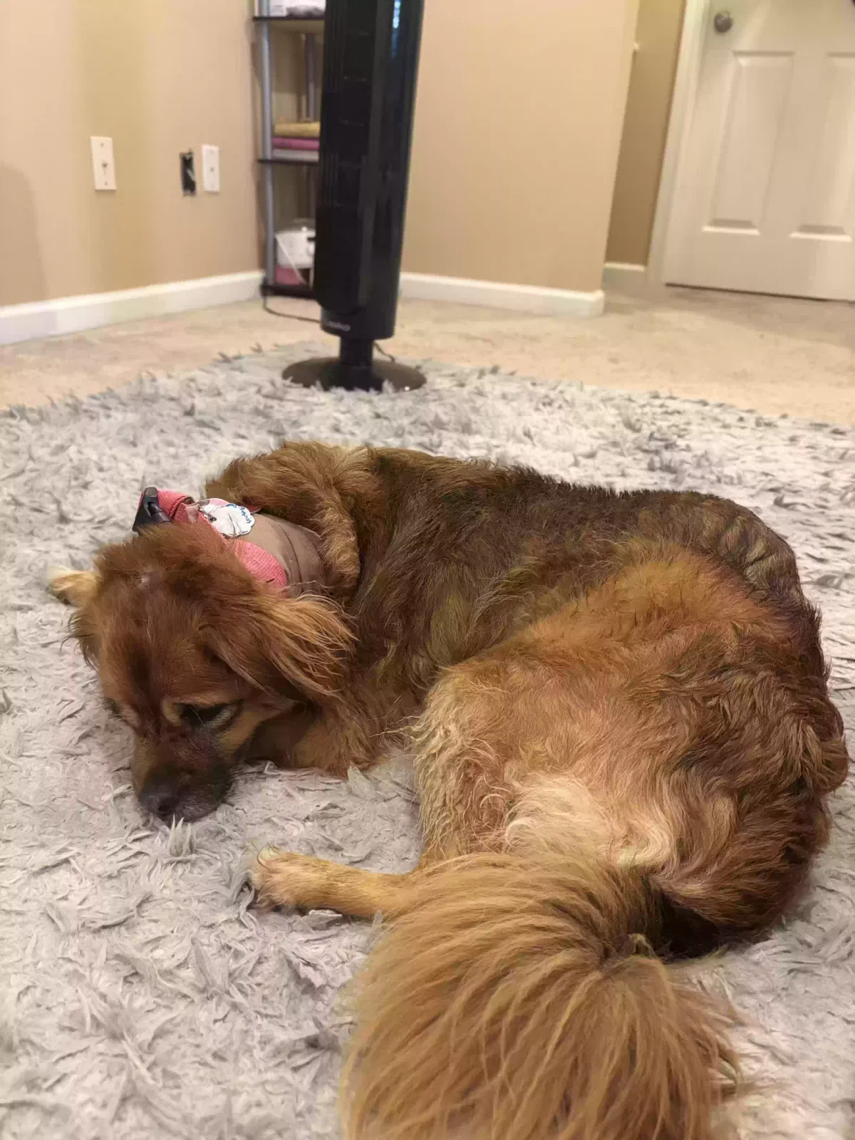 chloe grace, pug mix Dog for adoption in Snellville, GA, 30078