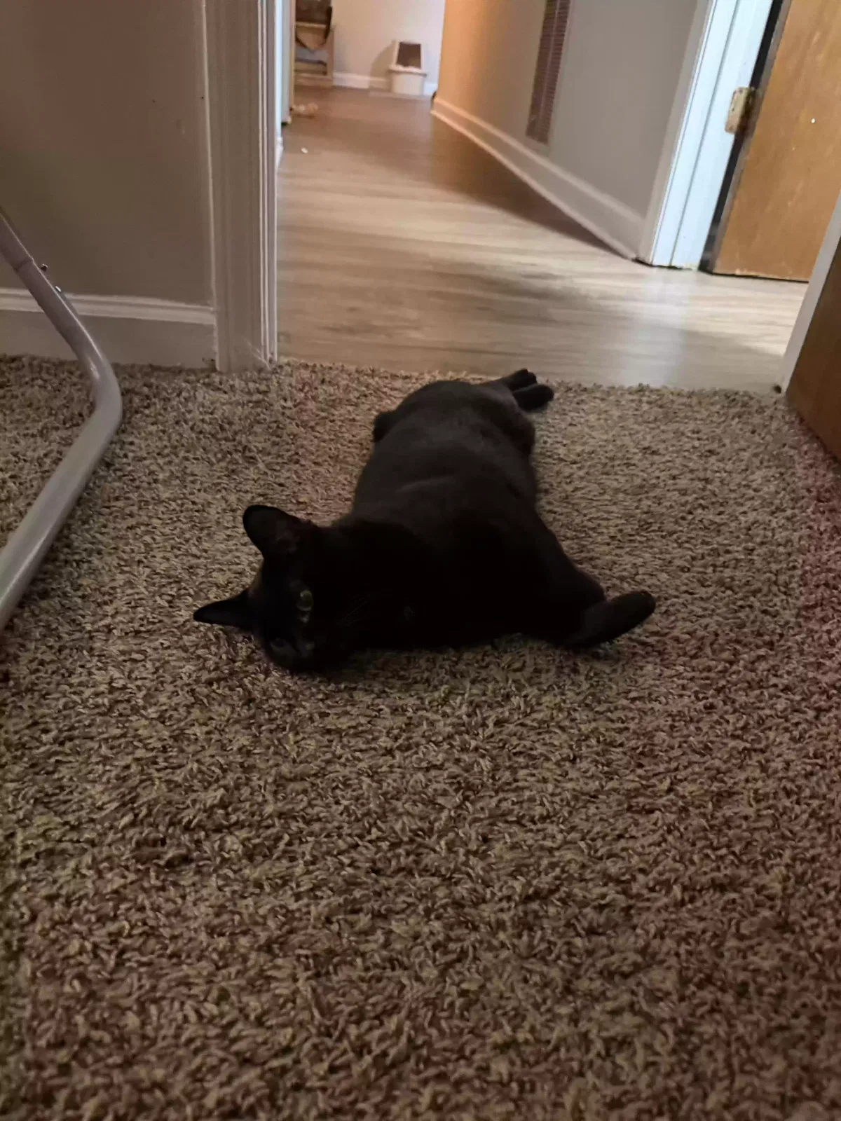 Ham, Unknown Cat for adoption in Clermont, GA, 30527