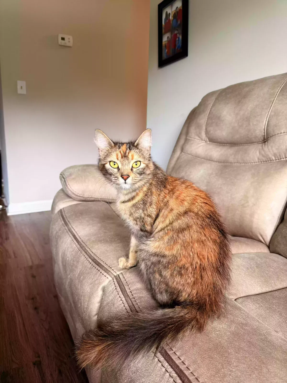 Tilly, Unknown Cat for adoption in Clermont, GA, 30527