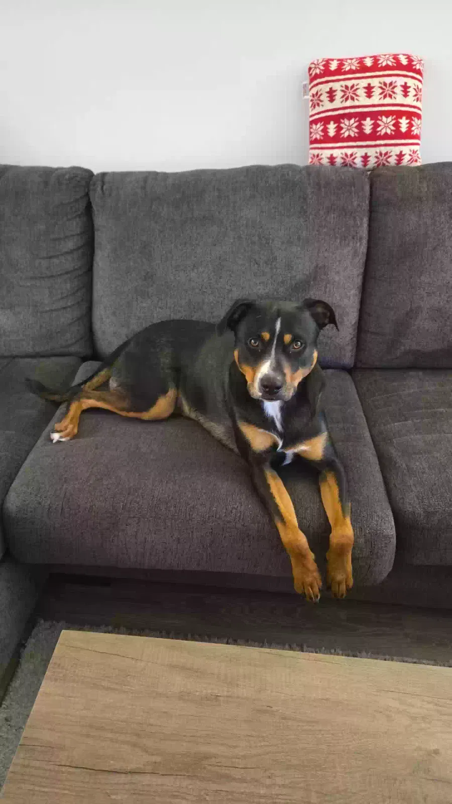 Max, 51% Australian cattledog 26% pitbull terrier 13% stafordshire terrier Dog for adoption in Jackson, NJ, 8527