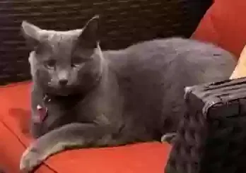 Luna, Russian Blue Cat for adoption in Suwanee, GA, 30024