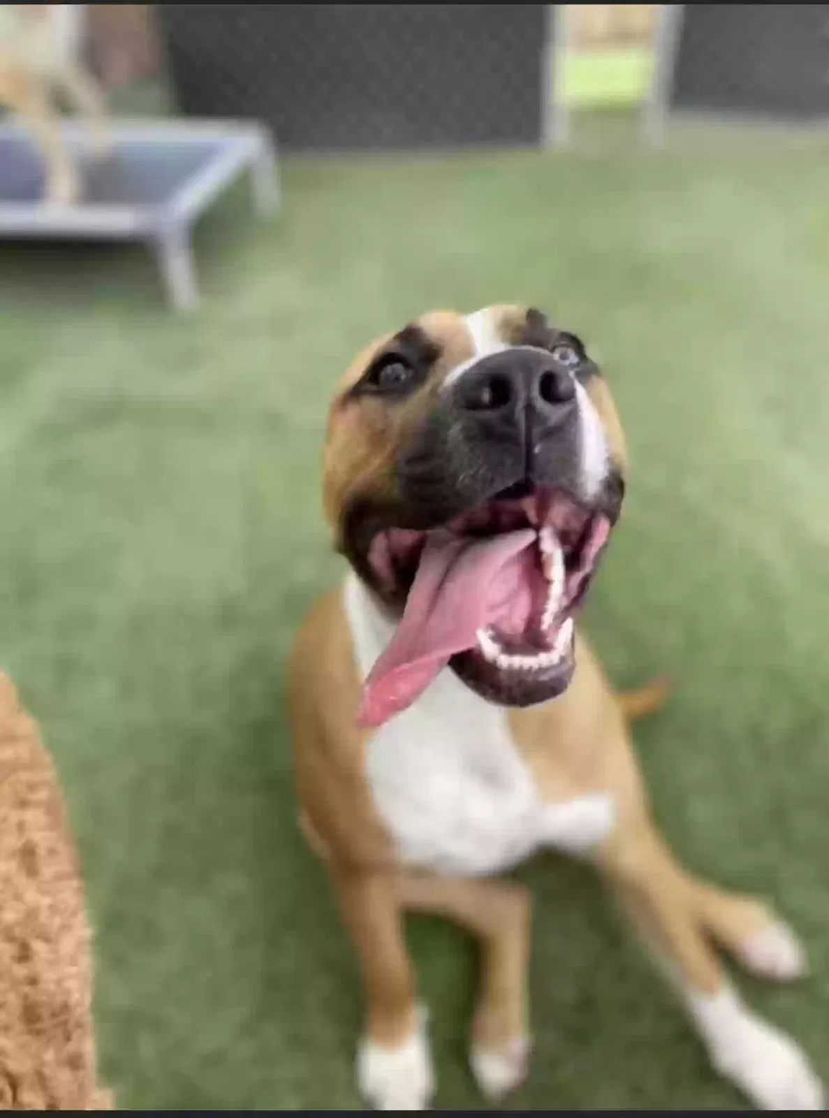 Moose, American Pit Terrier Dog for adoption in Palmetto, GA, 30268