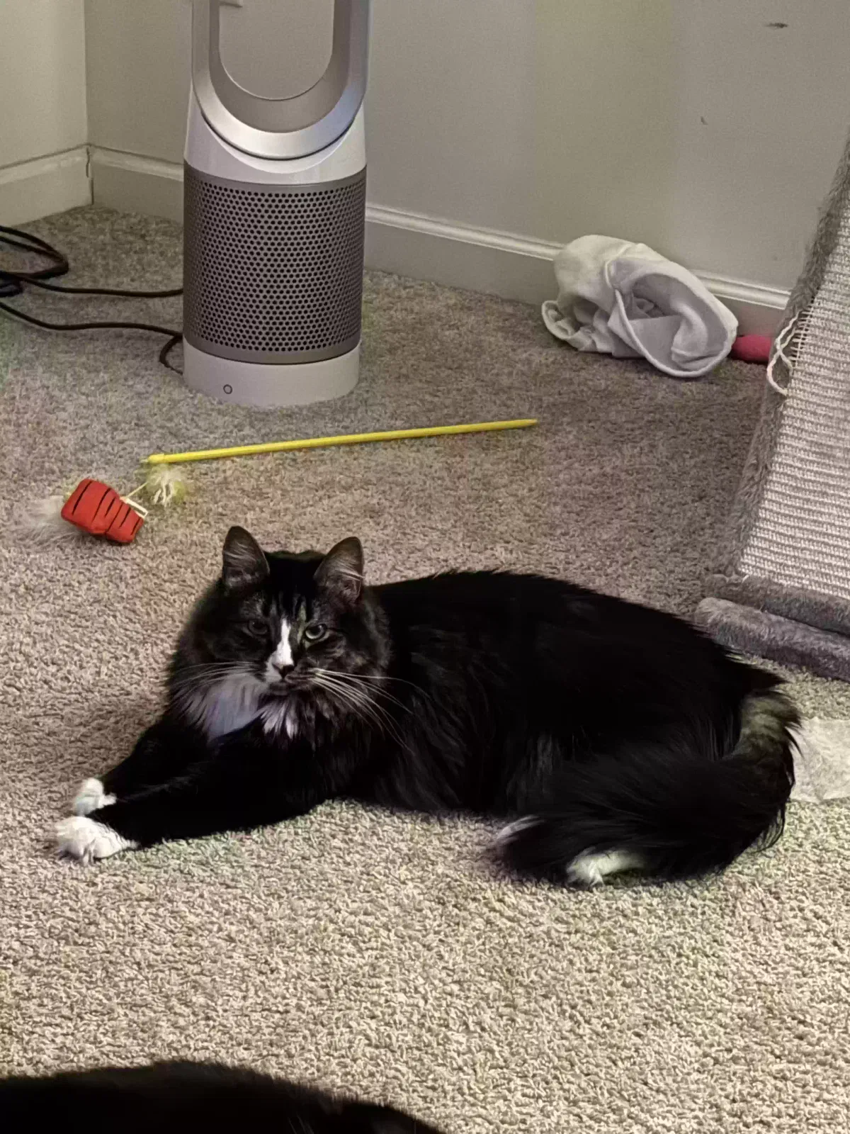 Nalo, not sure Cat for adoption in Conyers, GA, 30094