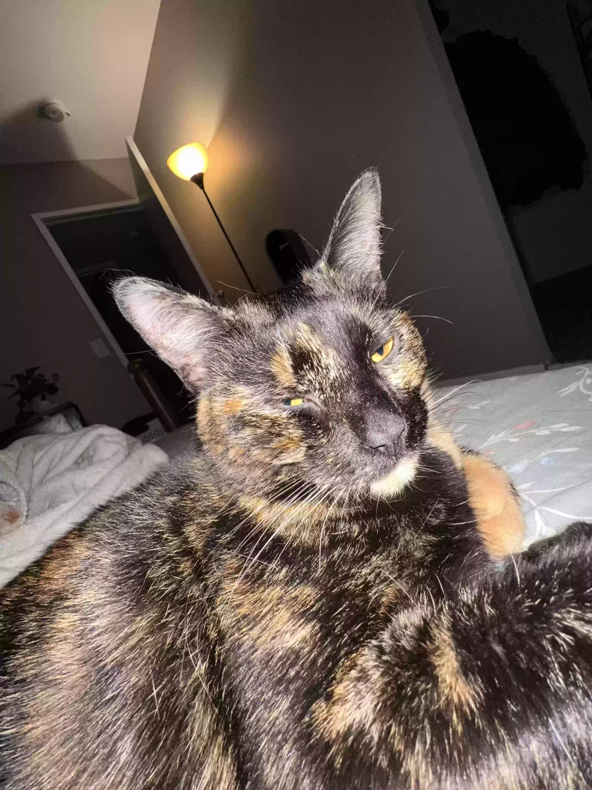 Cali, Unknown Cat for adoption in Waterford, MI, 48328
