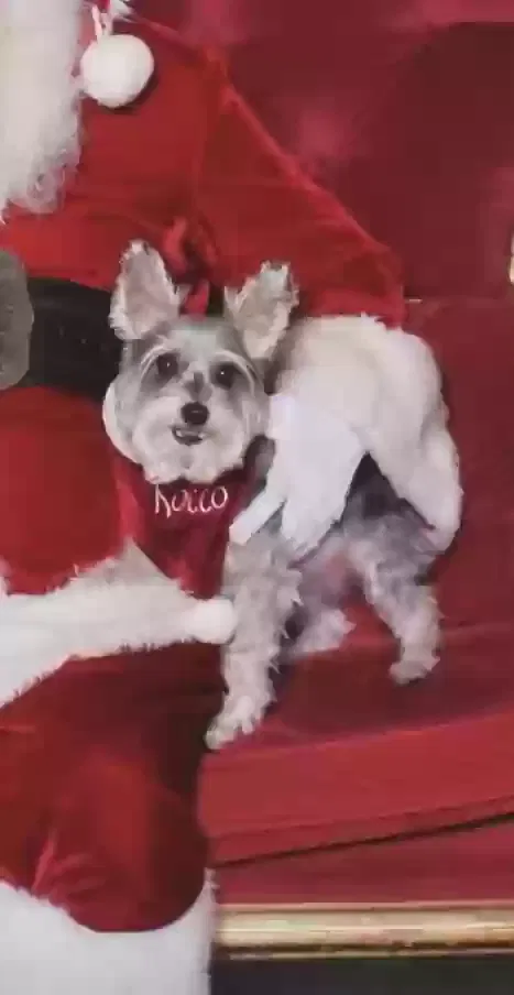 Rocco, Mini Schnauzer Dog for adoption in Kennesaw, GA, 30144