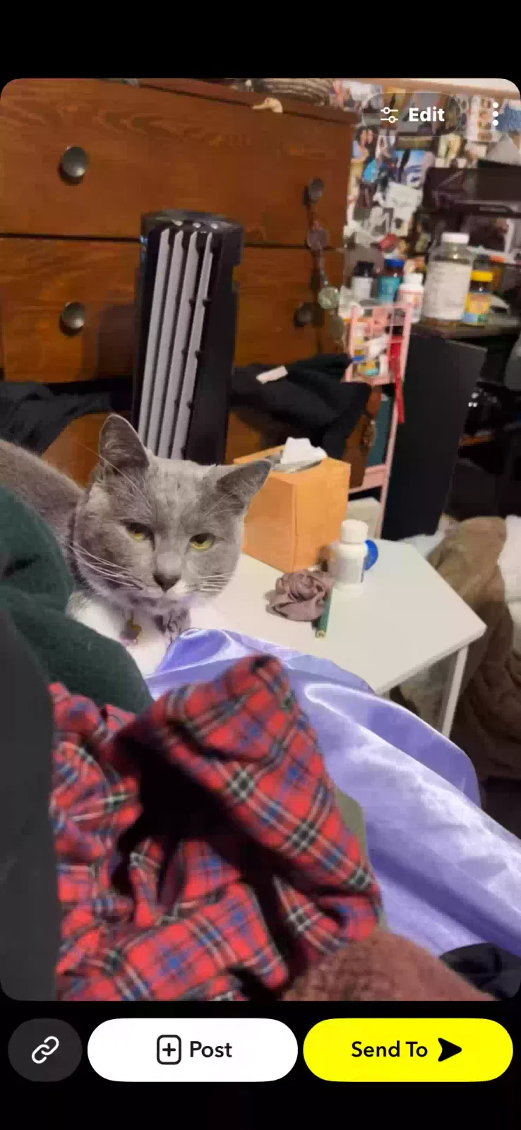 Moonie, Unknown Cat for adoption in Mount Olive, IL, 62069