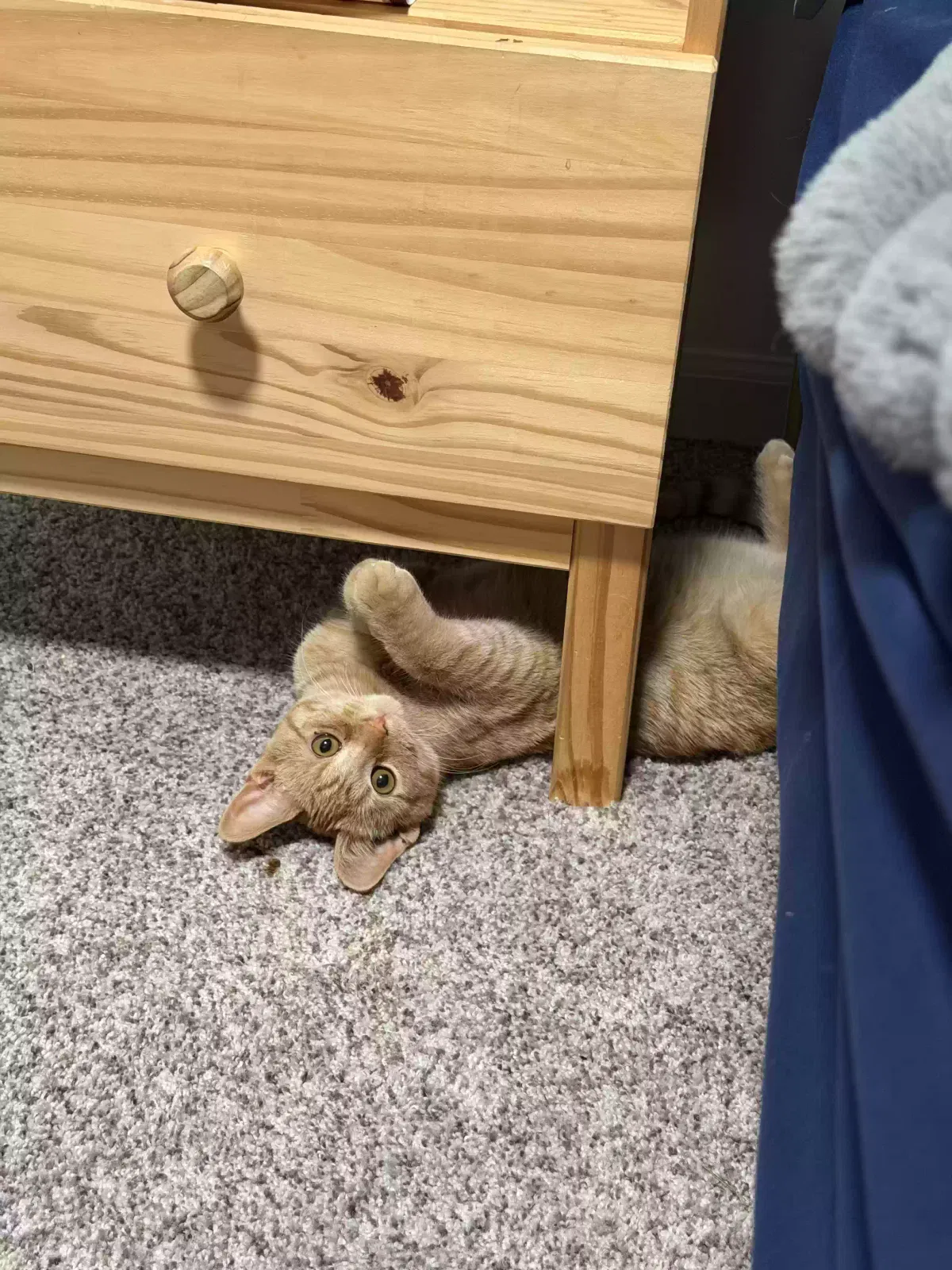 Sunny, Domestic Cat for adoption in South Lyon, MI, 48178