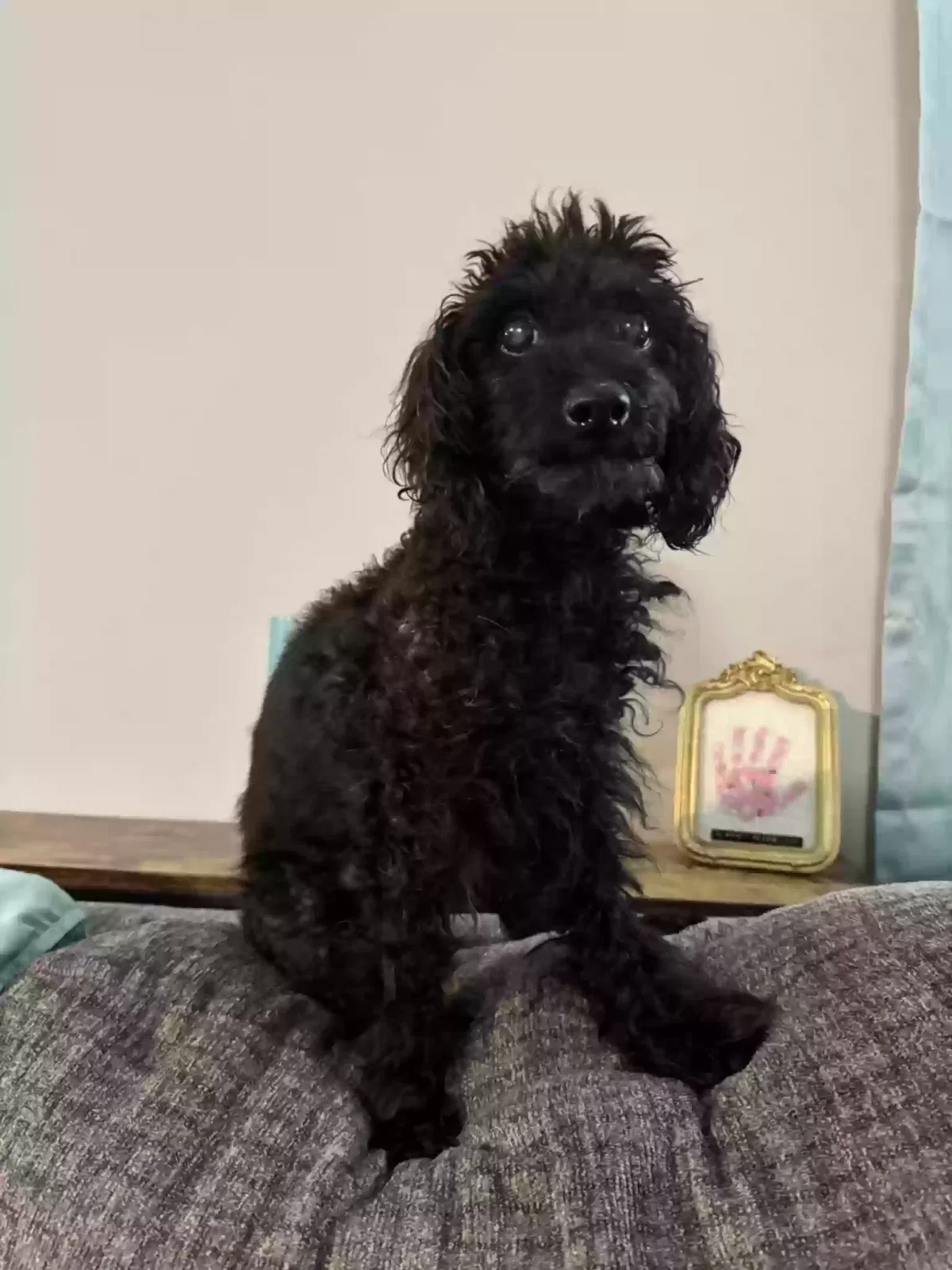 Jax, Toy Poodle Dog for adoption in Flowery Branch, GA, 30542