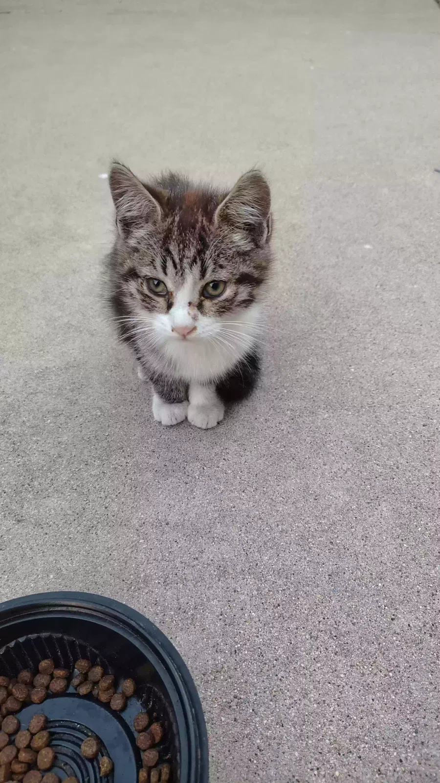 Cat, Unknown Cat for adoption in Mission Hills, CA, 91345