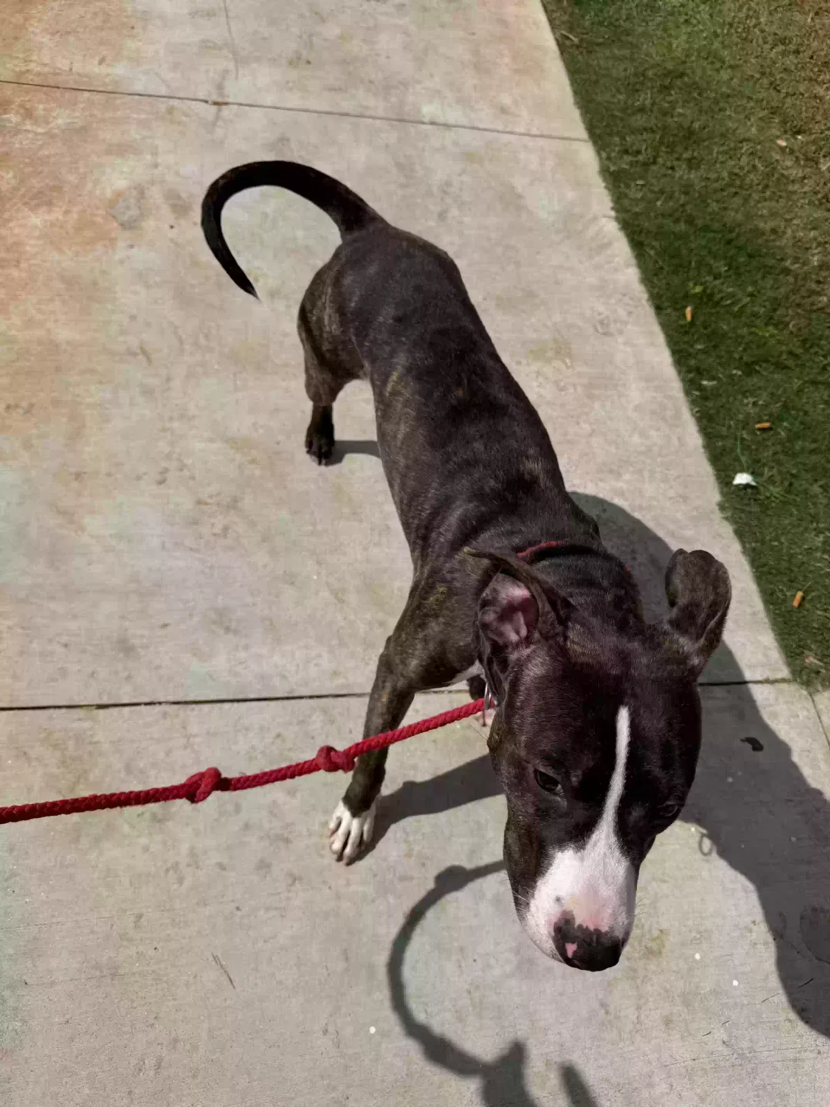 Ramses, pitbull Dog for adoption in Atlanta, GA, 30350
