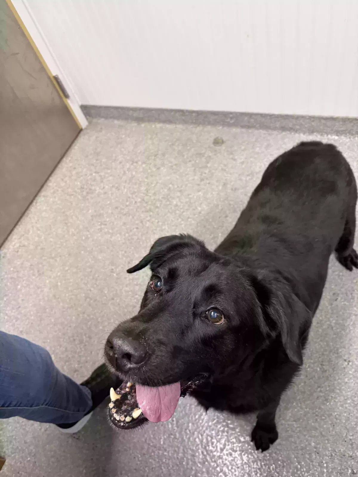 Frankie, Labrador Retriever Dog for adoption in Loganville, GA, 30052
