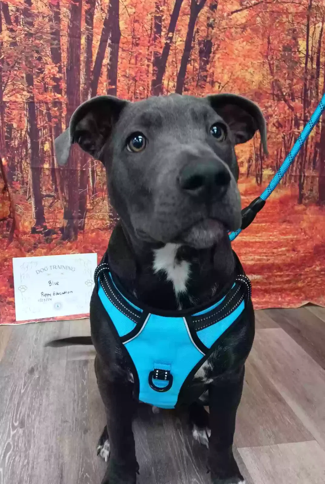 Bluey, Lab and pit Dog for adoption in Paw Paw, MI, 49079