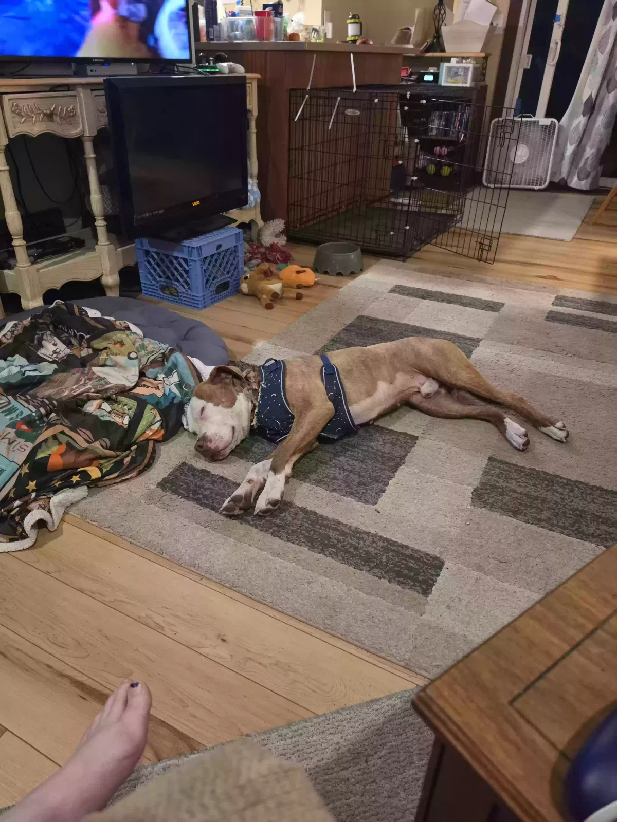 Colt, Boxer/pitbull mix Dog for adoption in Jackson, MI, 49202