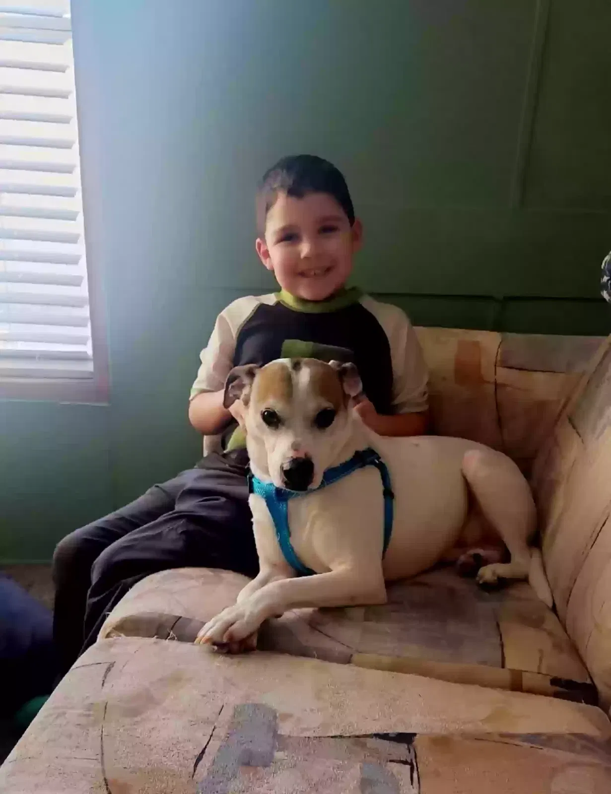 Teddy, Boston terrier Dog for adoption in Erie, MI, 48133