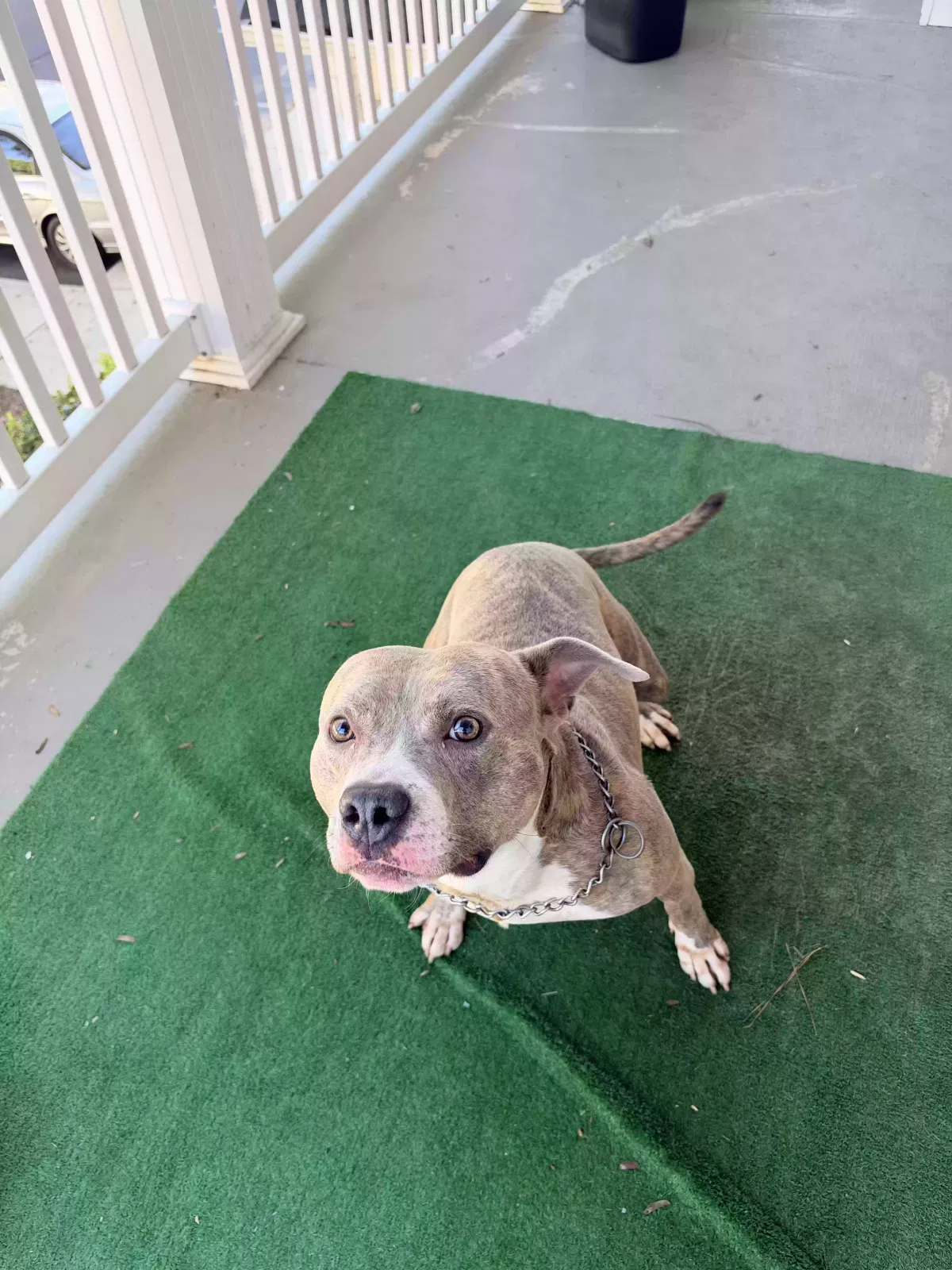 Koa, American Bully Dog for adoption in Lithia Springs, GA, 30122