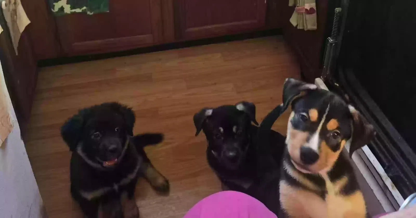 Dog, Shepherd mixes Dog for adoption in Chattanooga, TN, 37407