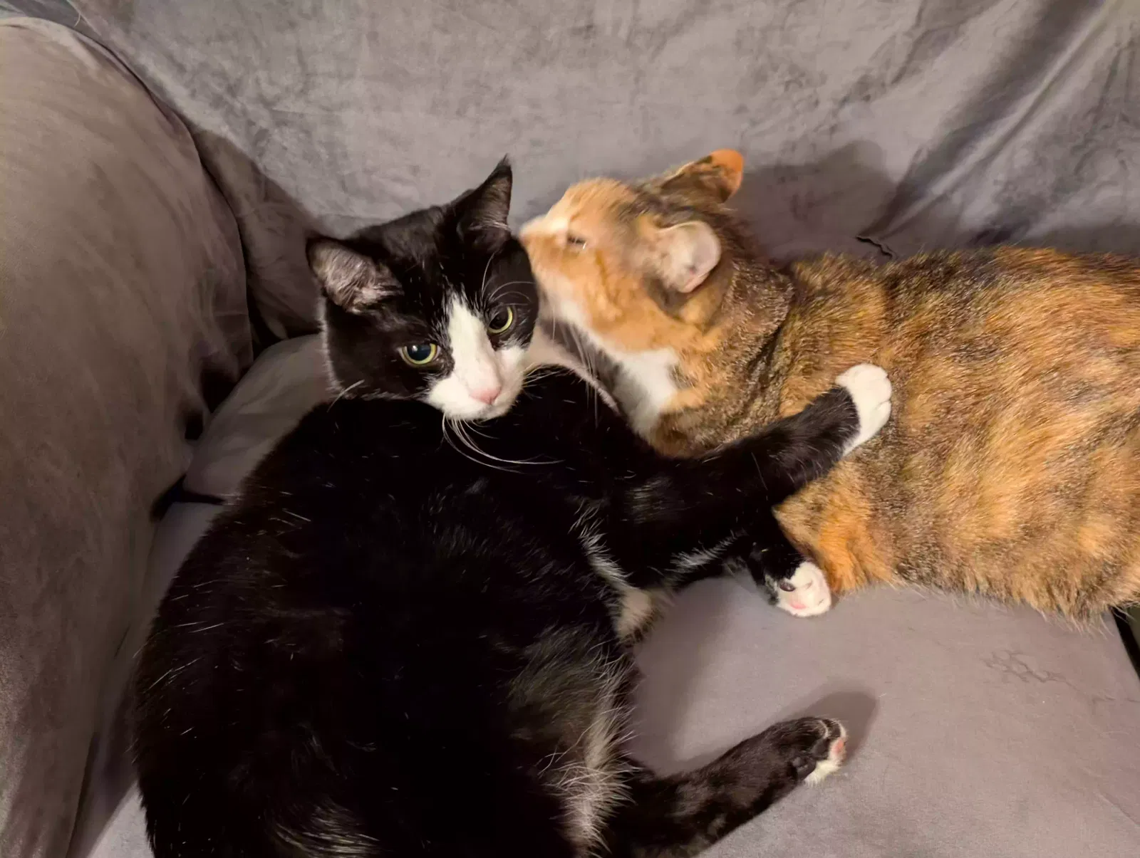 Bobby, Domestic short hair Cat for adoption in Conyers, GA, 30013