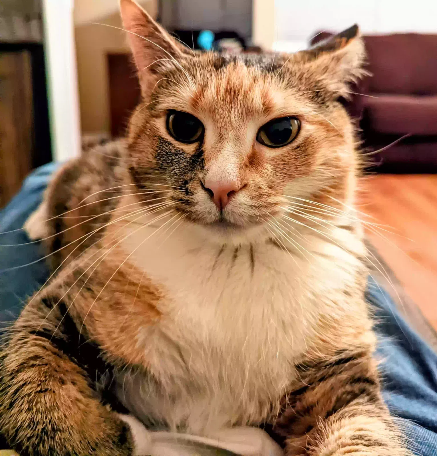 Maggie, Domestic shorthair Cat for adoption in Conyers, GA, 30013
