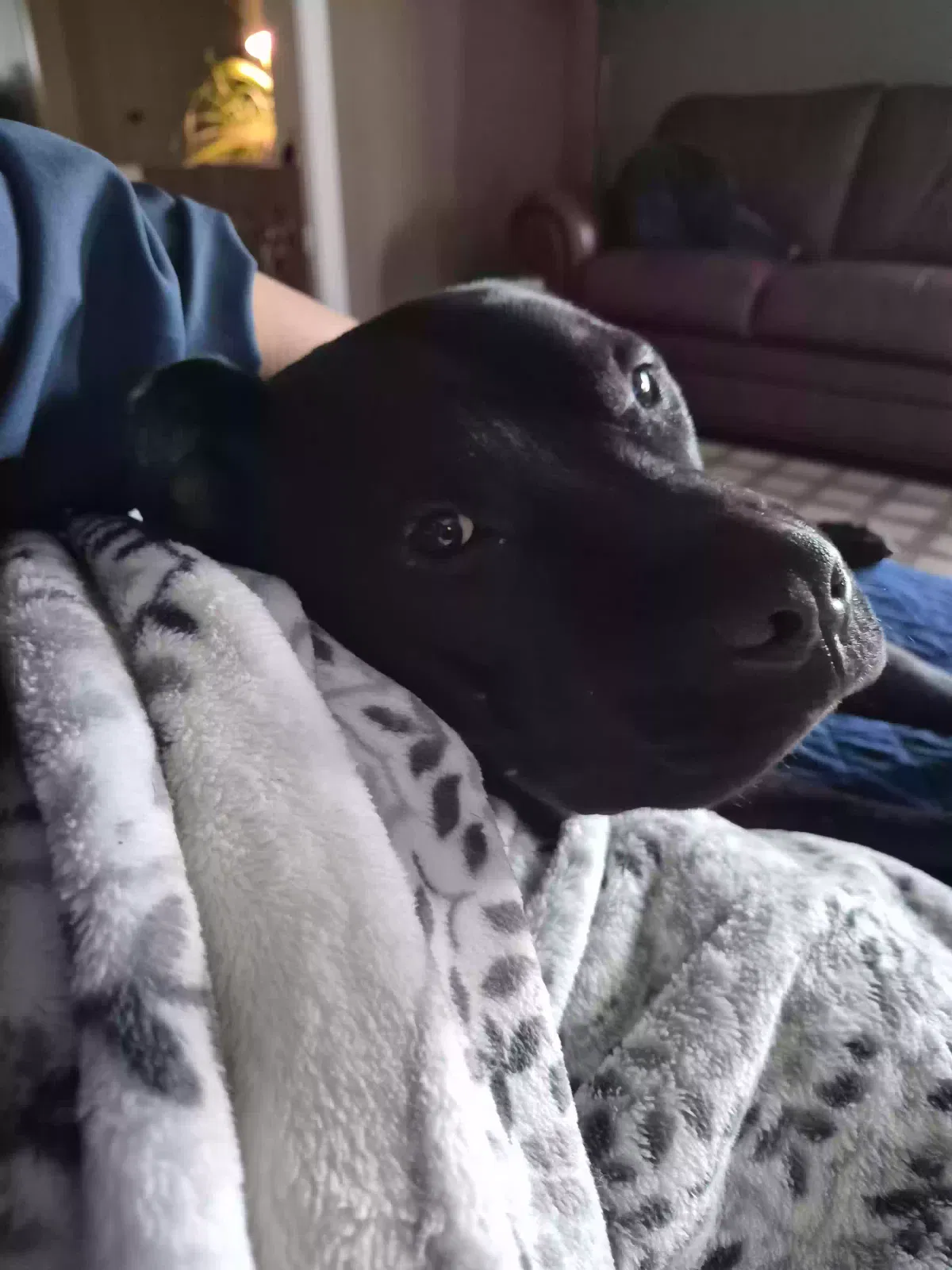 Morty, Pitbull Lab mix Dog for adoption in Kansas City, MO, 64131