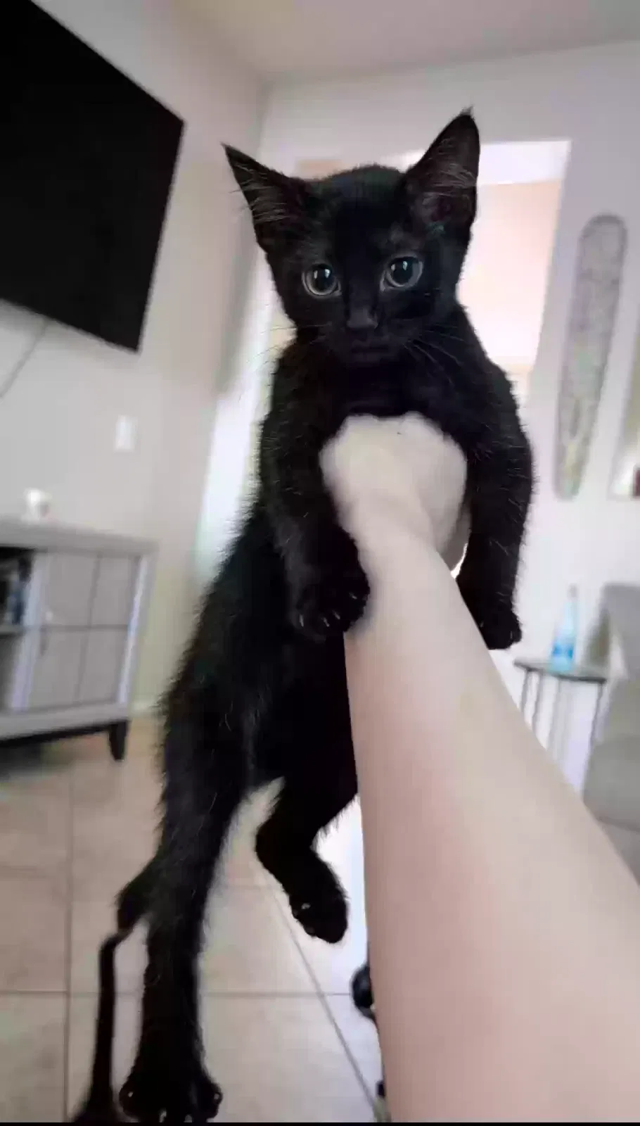 4 kittens, domestic shorthair Cat for adoption in Surprise, AZ, 85388