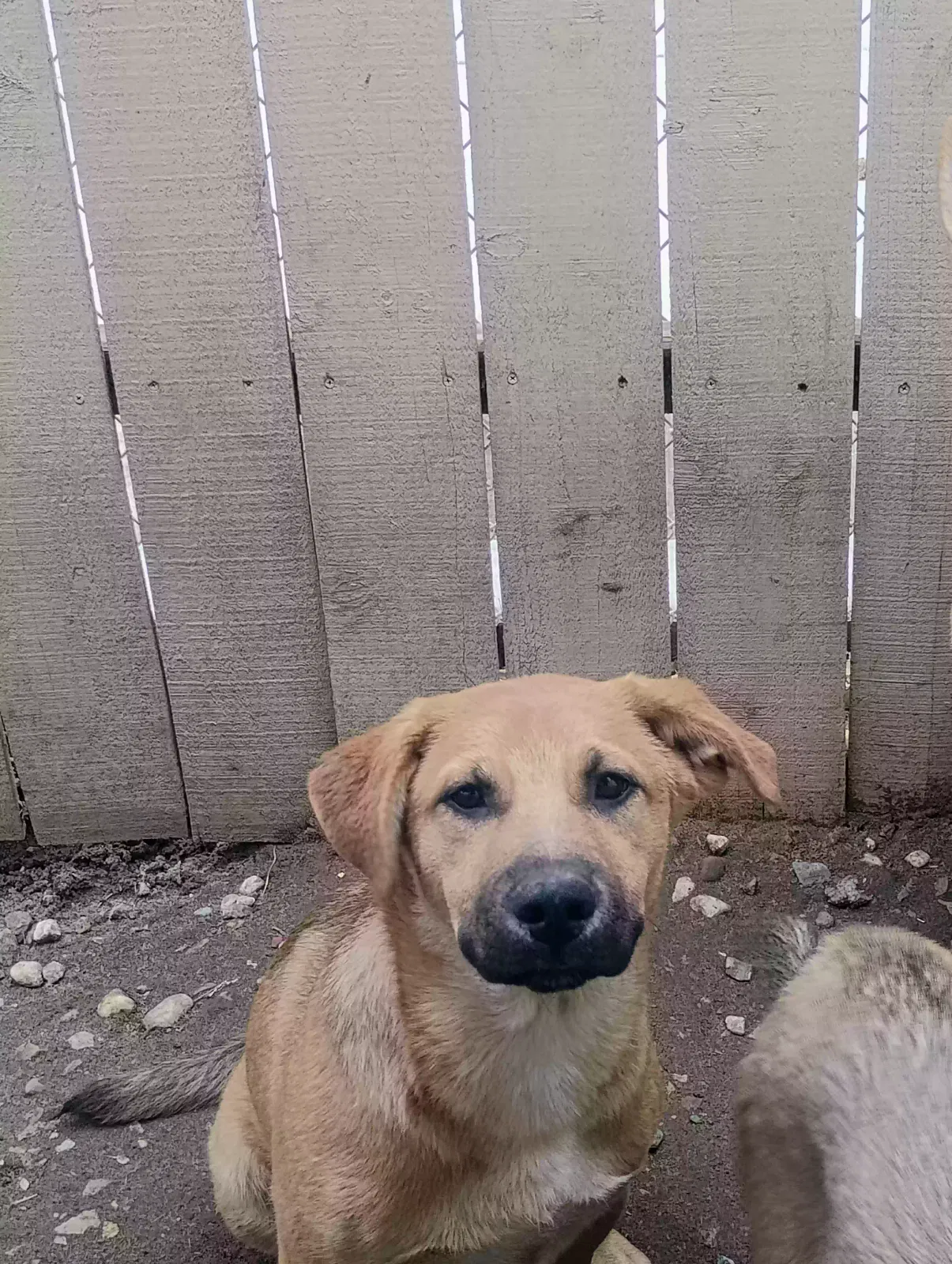 Scooby doo we think he looks like Scooby ππ, German Shepard dad /cur mix mom Dog for adoption in Hesperia, CA, 92345